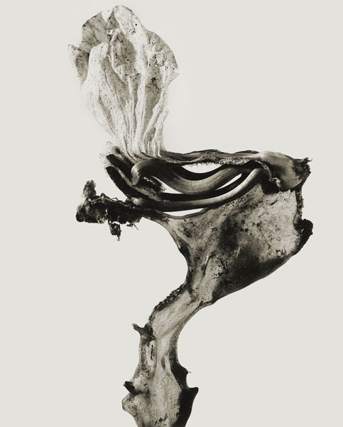 image for: Joan Fontcuberta - Guillumeta polymorpha (Herbarium) - 1982