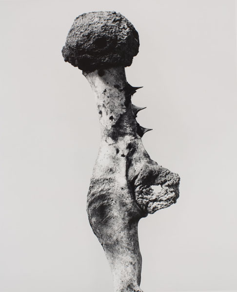 image for: Joan Fontcuberta - Supratex horadatus (Herbarium) - 1982