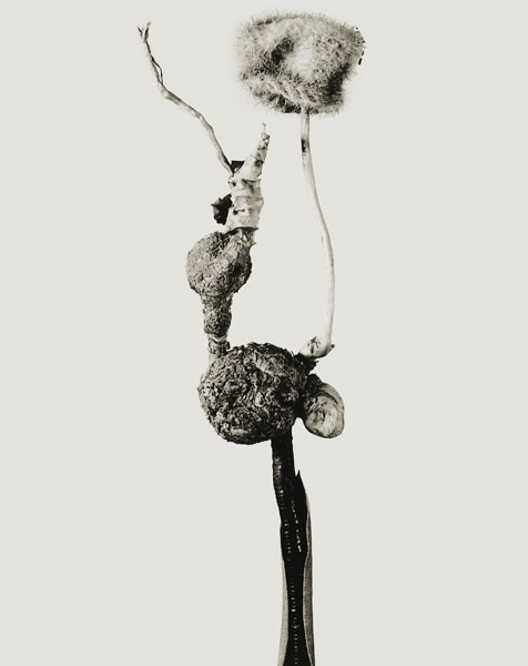 image for: Joan Fontcuberta - Barrufeta godafreda (Herbarium) - 1984