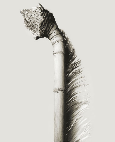 image for: Joan Fontcuberta - Mullerpolis plunfis (Herbarium) - 1983