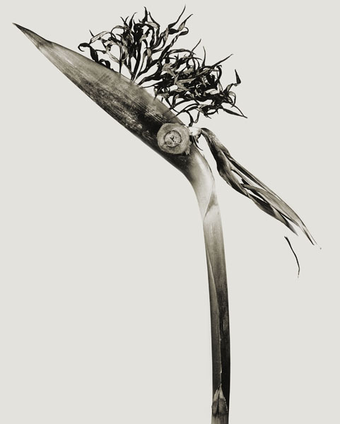 image for: Joan Fontcuberta - Giliandria escoliforcia (Herbarium) - 1984