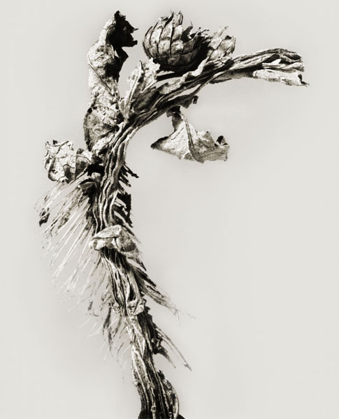 image for: Joan Fontcuberta - Karchofa sardinae (Herbarium) - 1983