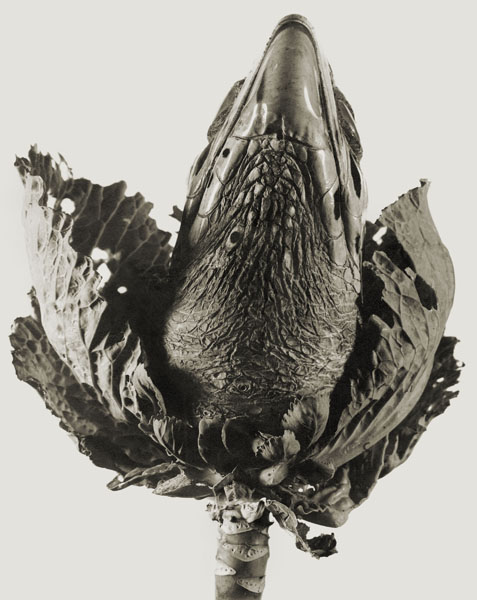 image for: Joan Fontcuberta - Lavandula angustifolia (Herbarium) - 1983