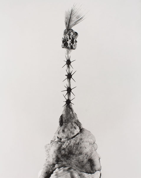 image for: Joan Fontcuberta - Aspegia buphera (Herbarium) - 1985