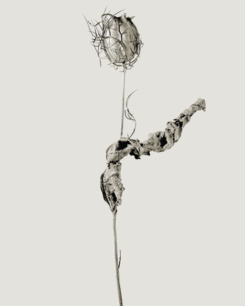 image for: Joan Fontcuberta - Erectus pseudospinosus (Herbarium) - 1982