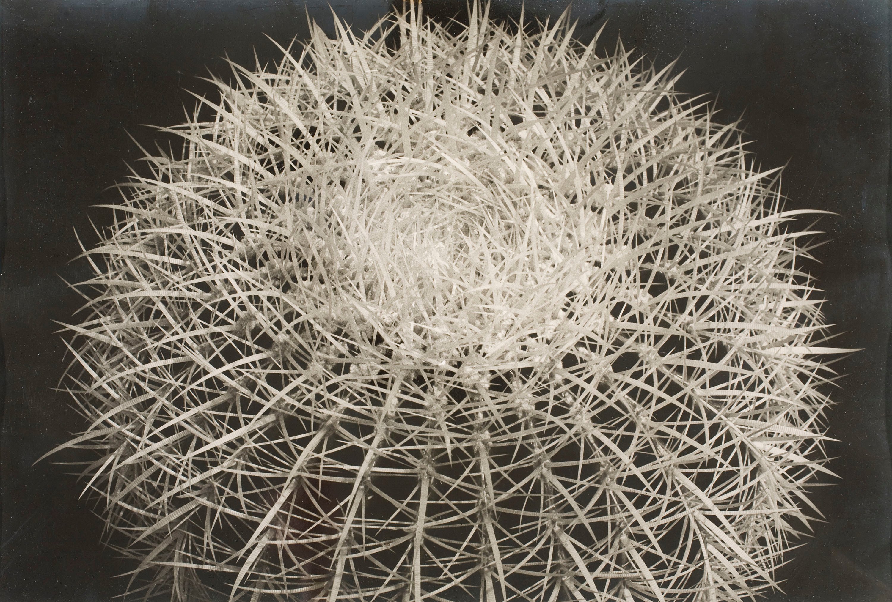 image for: Emili Godes - Cactus punxós - Cap a 1930