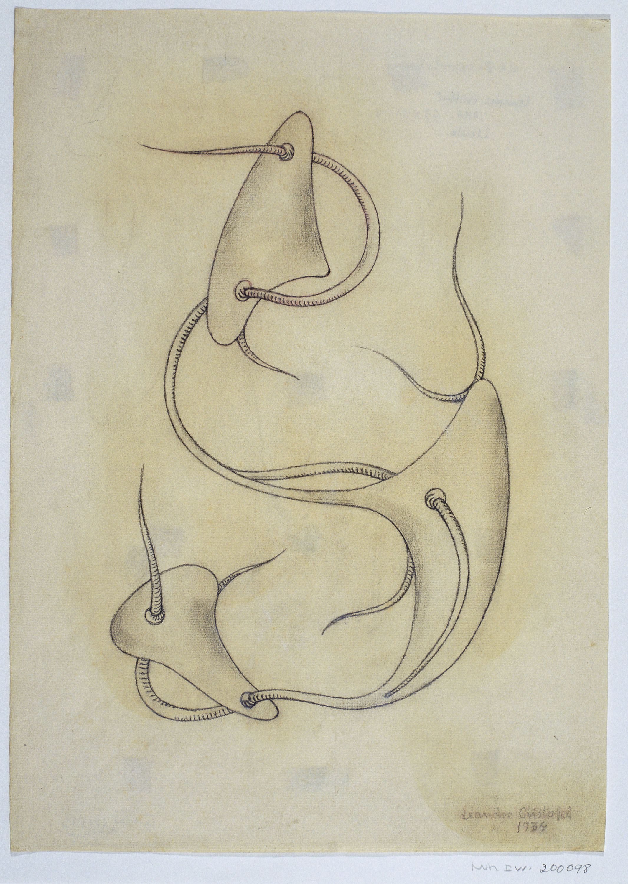 image for: Leandre Cristòfol - Morfologia 8 - 1934