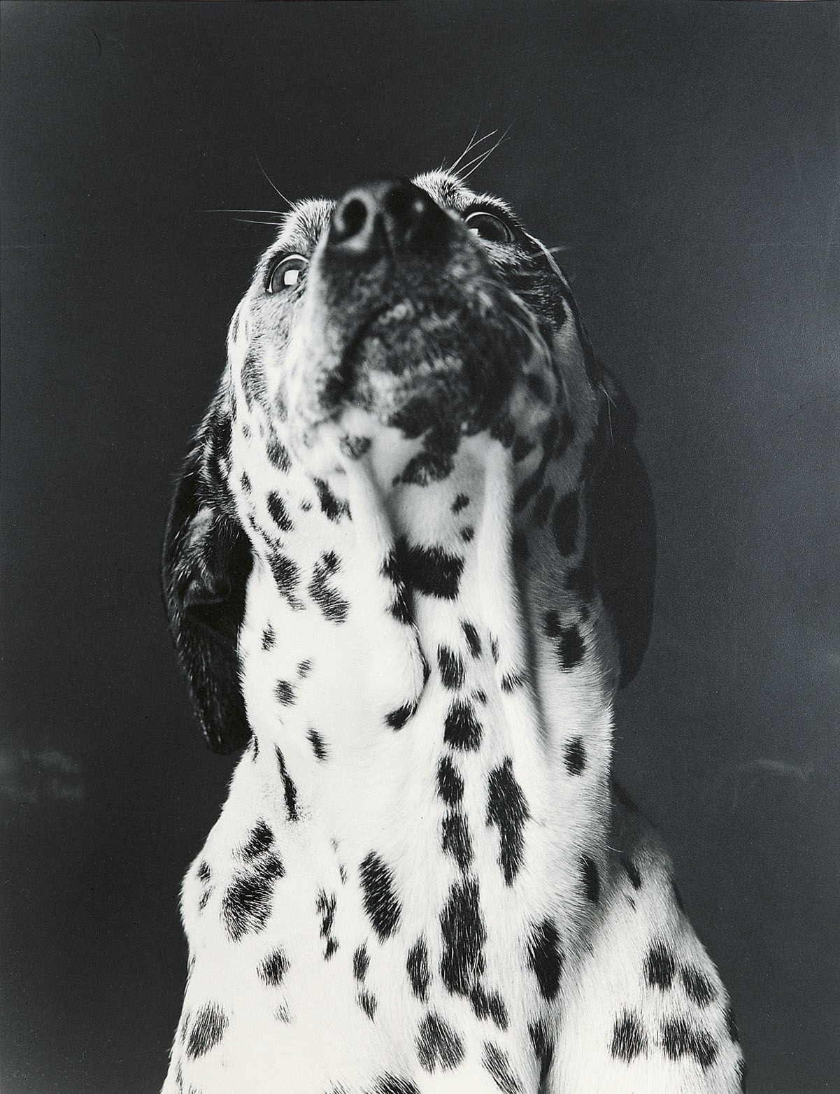 image for: Humberto Rivas - Malena - 1985