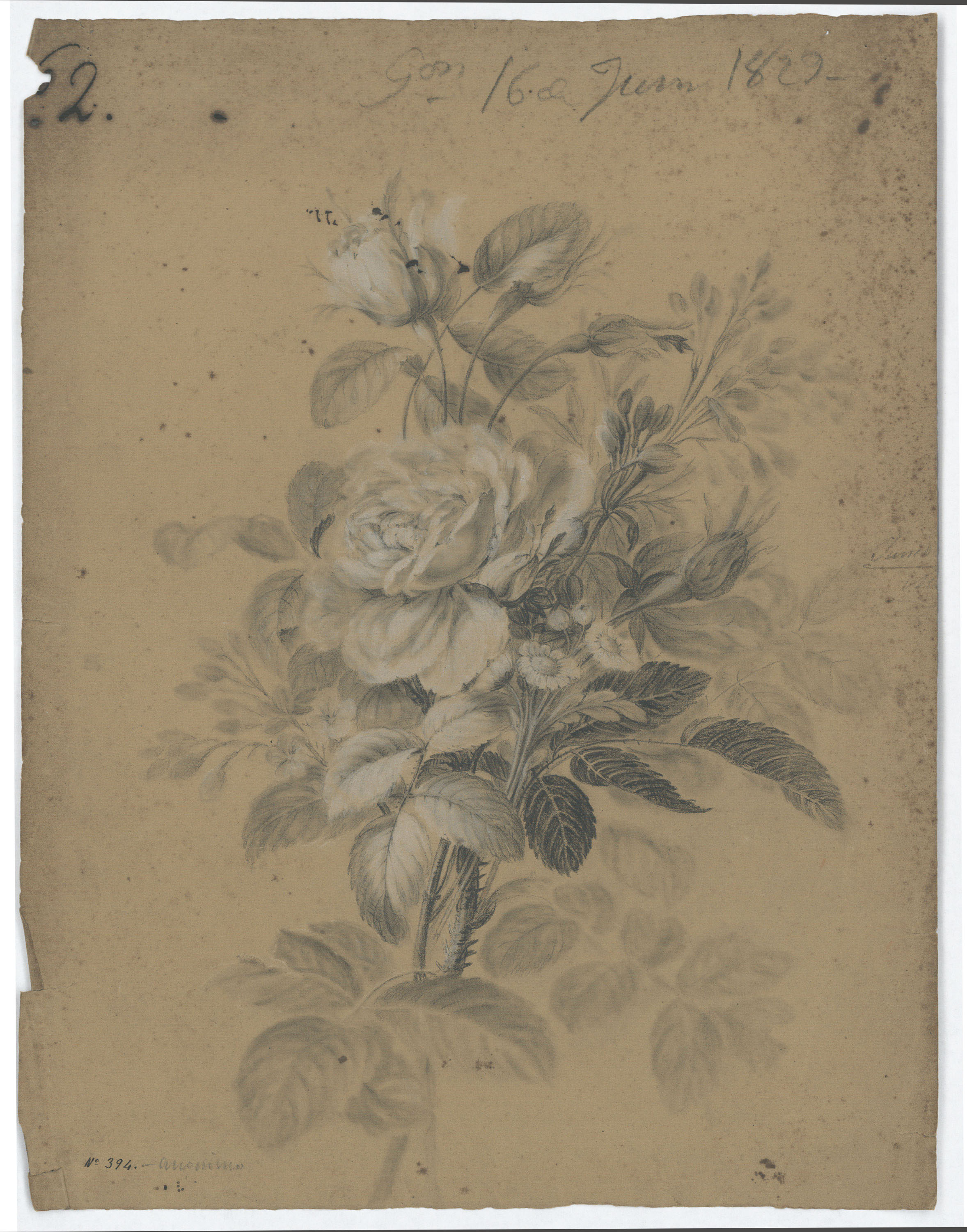 image for: Nicolau Planella - Estudi de flors i fulles - 16 de juny de 1829
