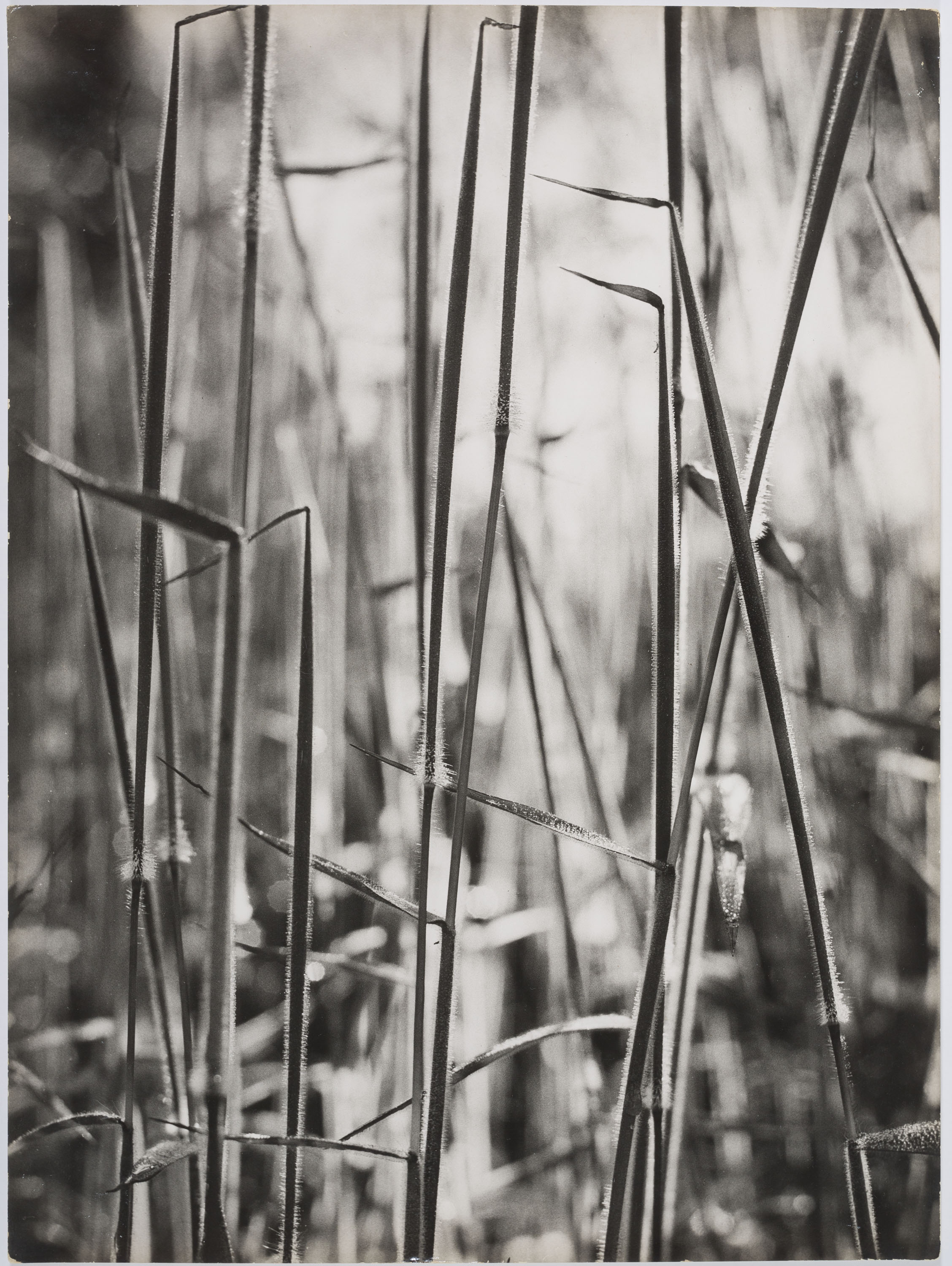 image for: Marcel Giró - Sem título_012 - Cap a 1950