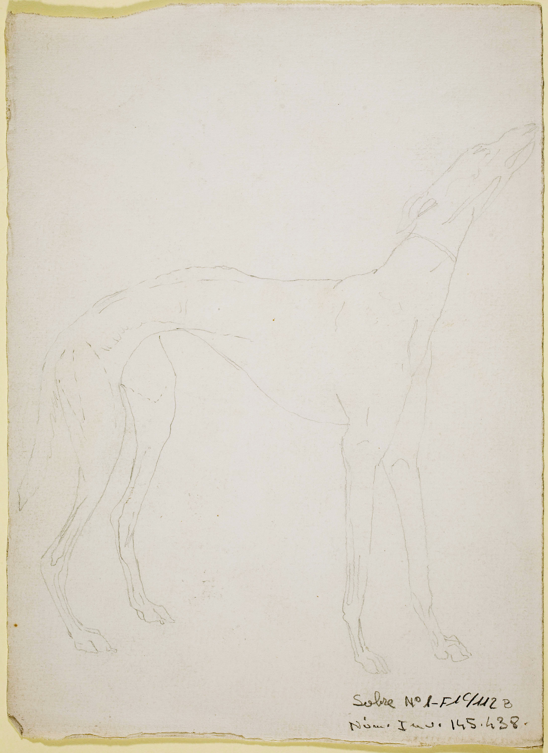 image for: Ismael Smith - Llebrer (anvers) / Calc d'un llebrer (revers) - Cap a 1906-1910 [1]