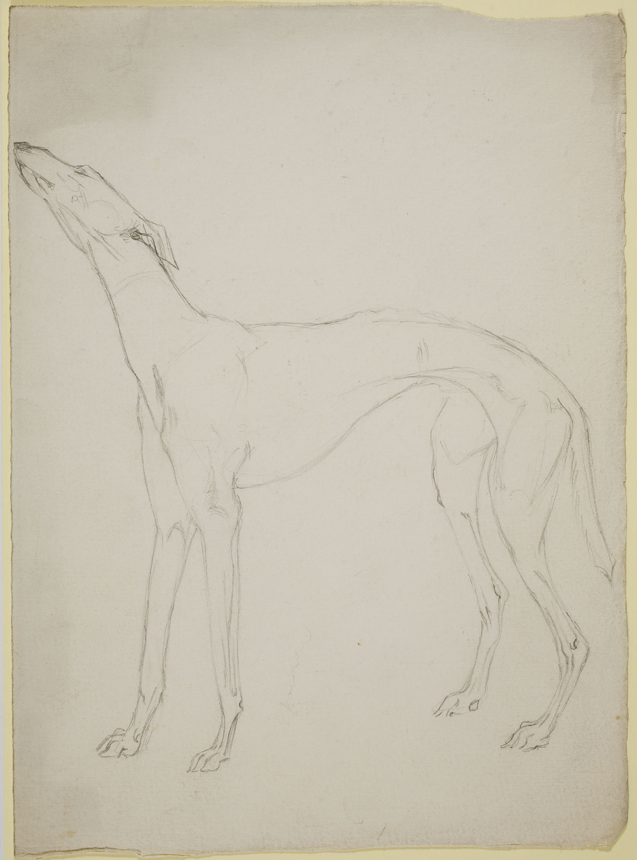 image for: Ismael Smith - Llebrer (anvers) / Calc d'un llebrer (revers) - Cap a 1906-1910