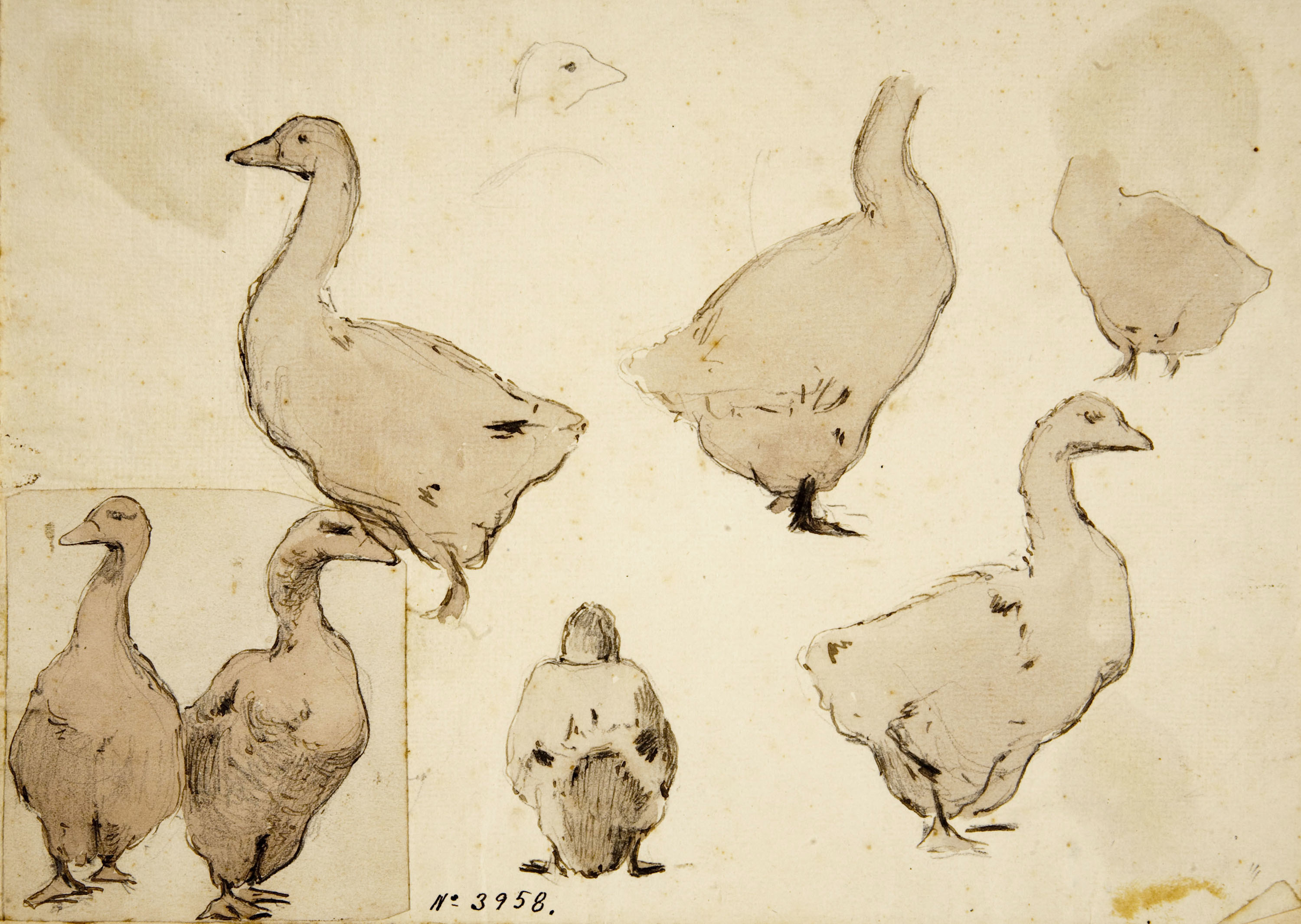 image for: Modest Urgell - Oques - Cap a 1861-1888