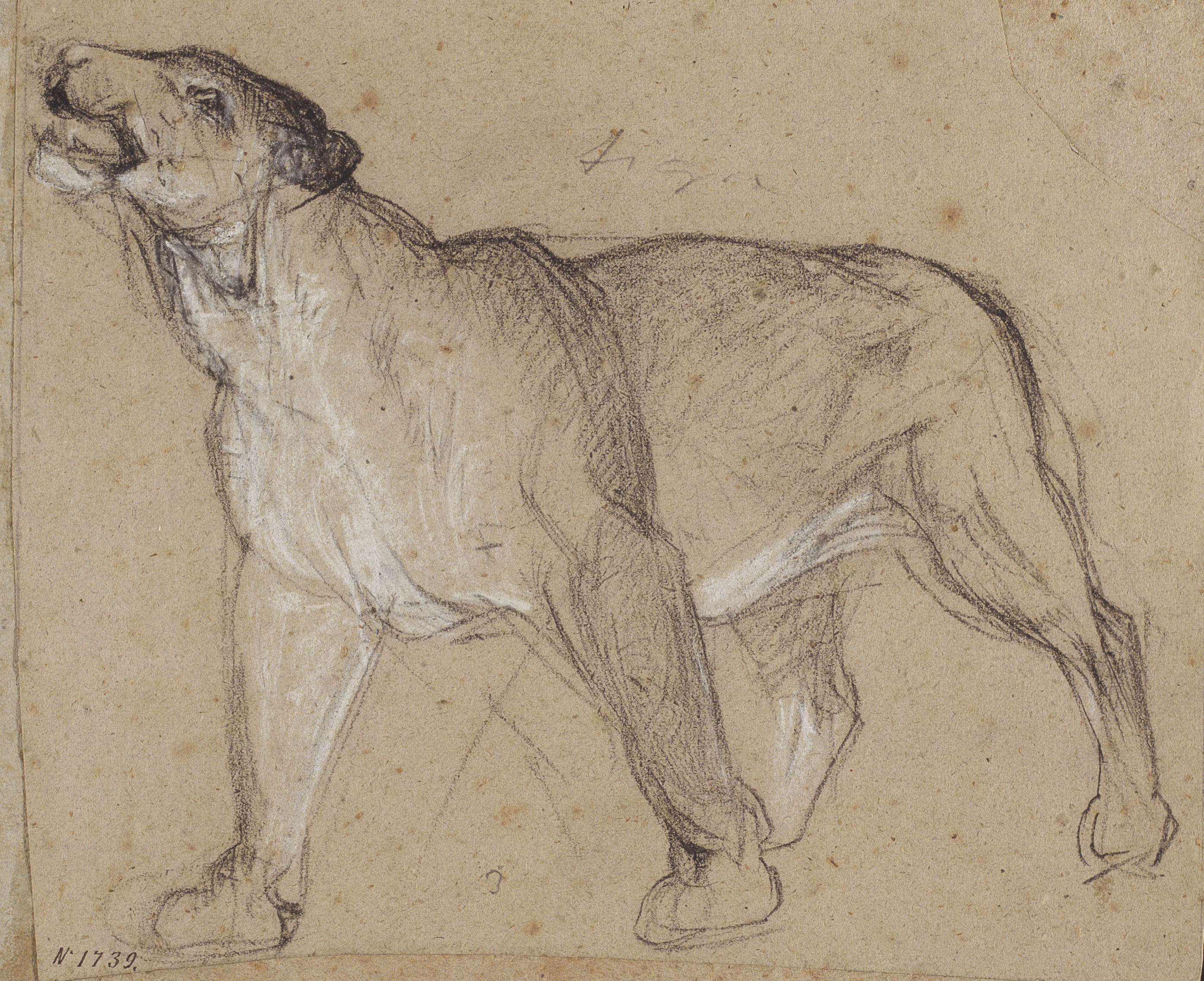 image for: Ramon Martí i Alsina - Lleona - Cap a 1870-1880