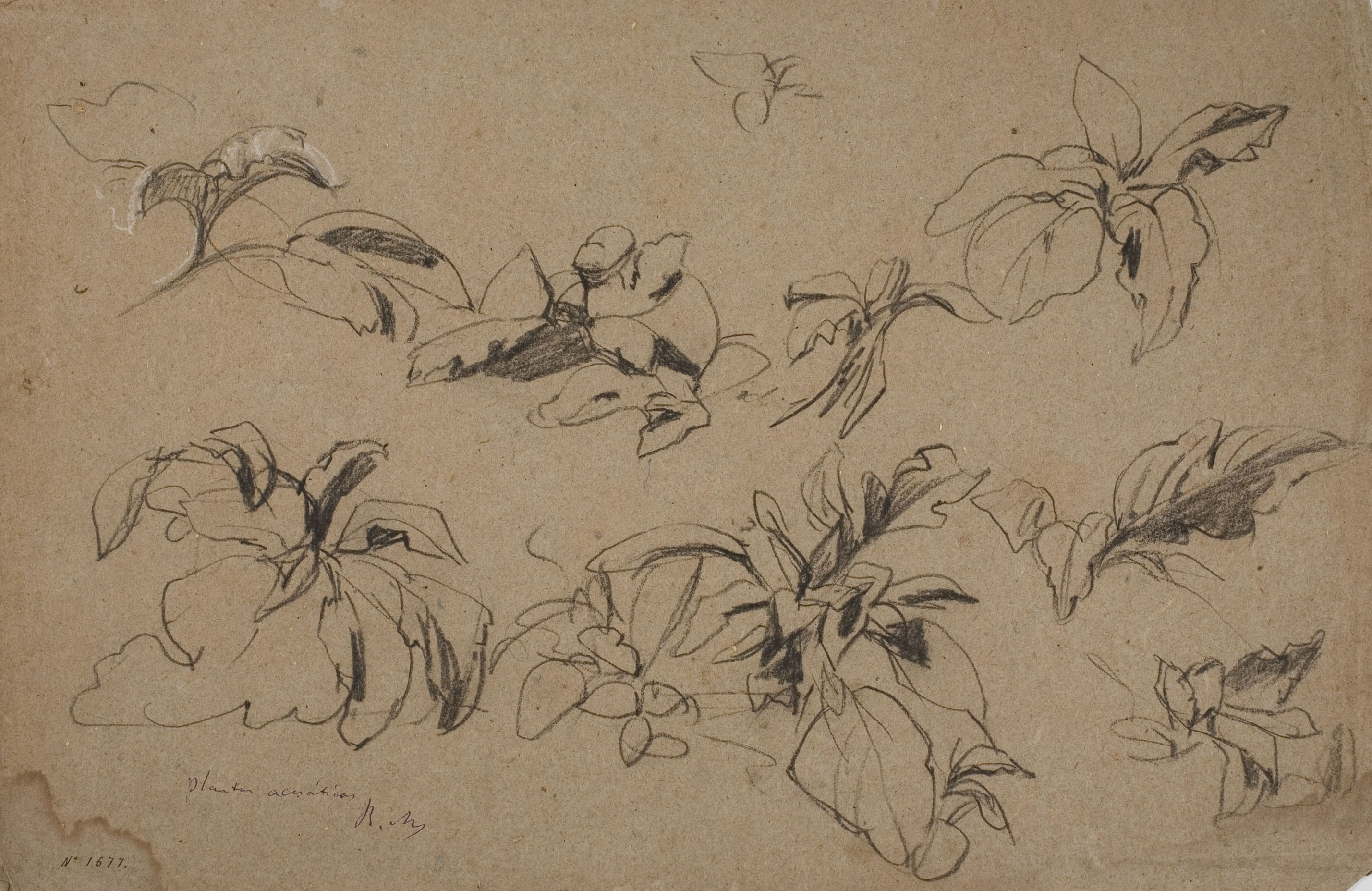 image for: Ramon Martí i Alsina - Plantes aquàtiques (anvers) / Croquis (revers) - Cap a 1870-1880