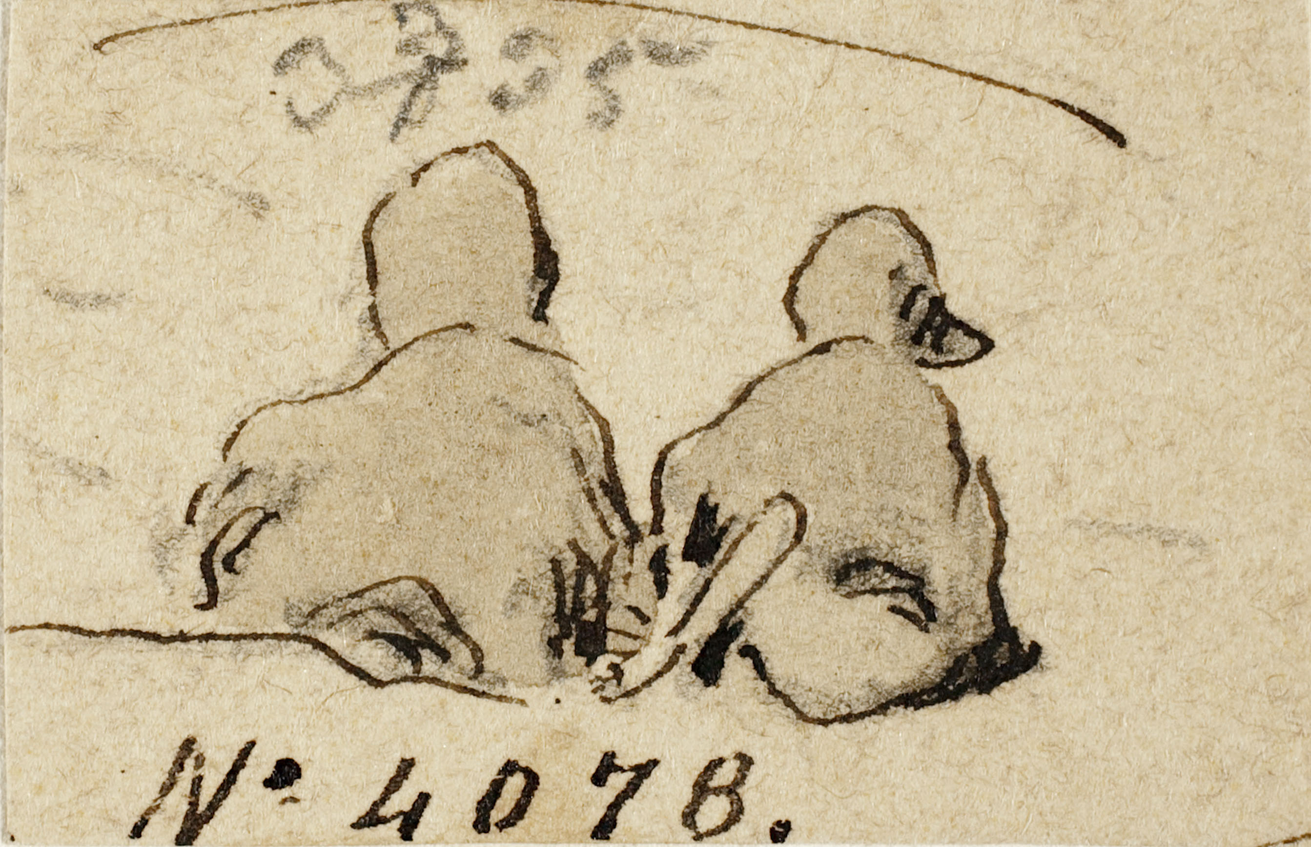 image for: Modest Urgell - Ànecs - Cap a 1864