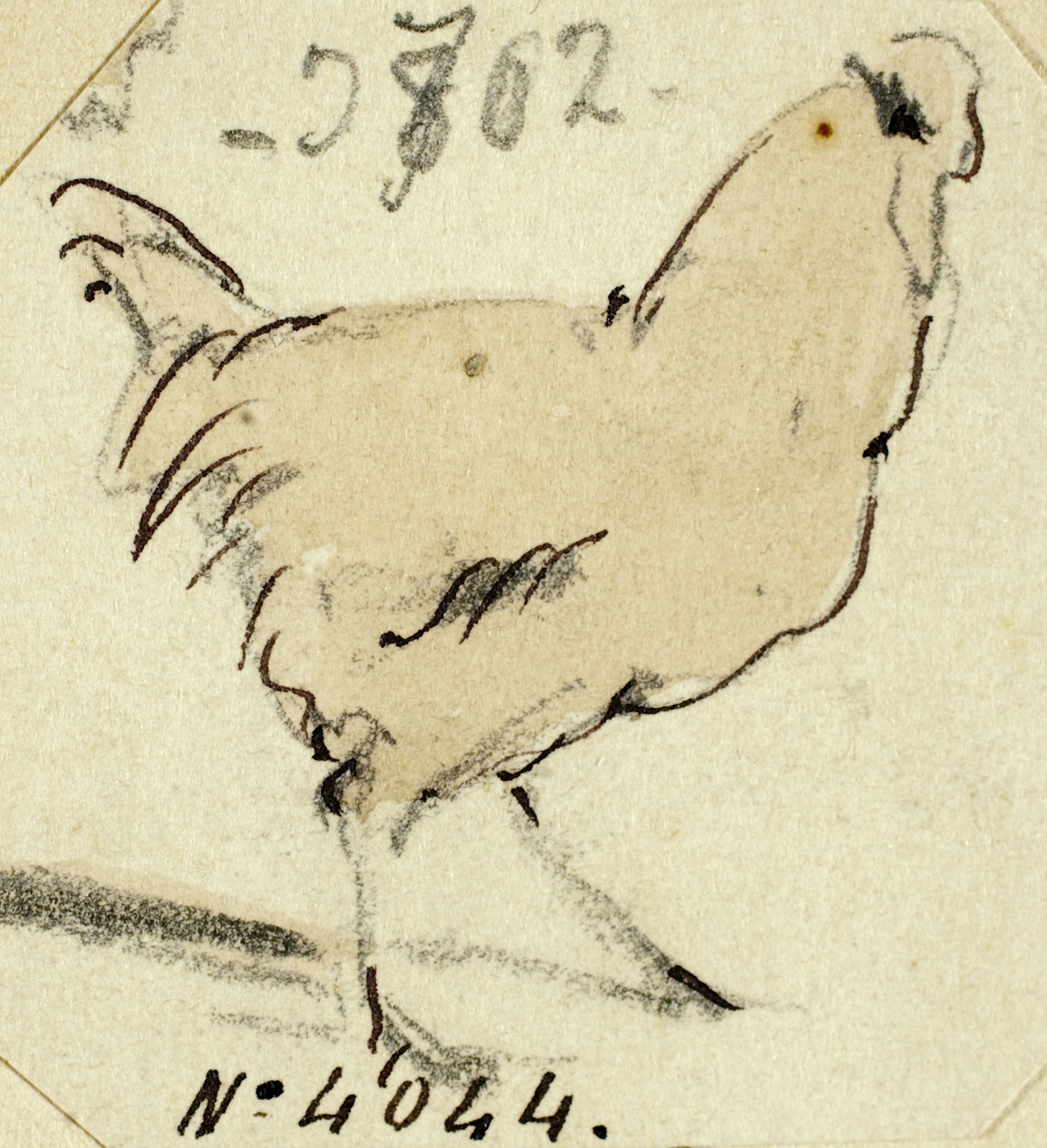 Modest Urgell - Gallina - Cap a 1864 image for: Modest Urgell - Gallina - Cap a 1864