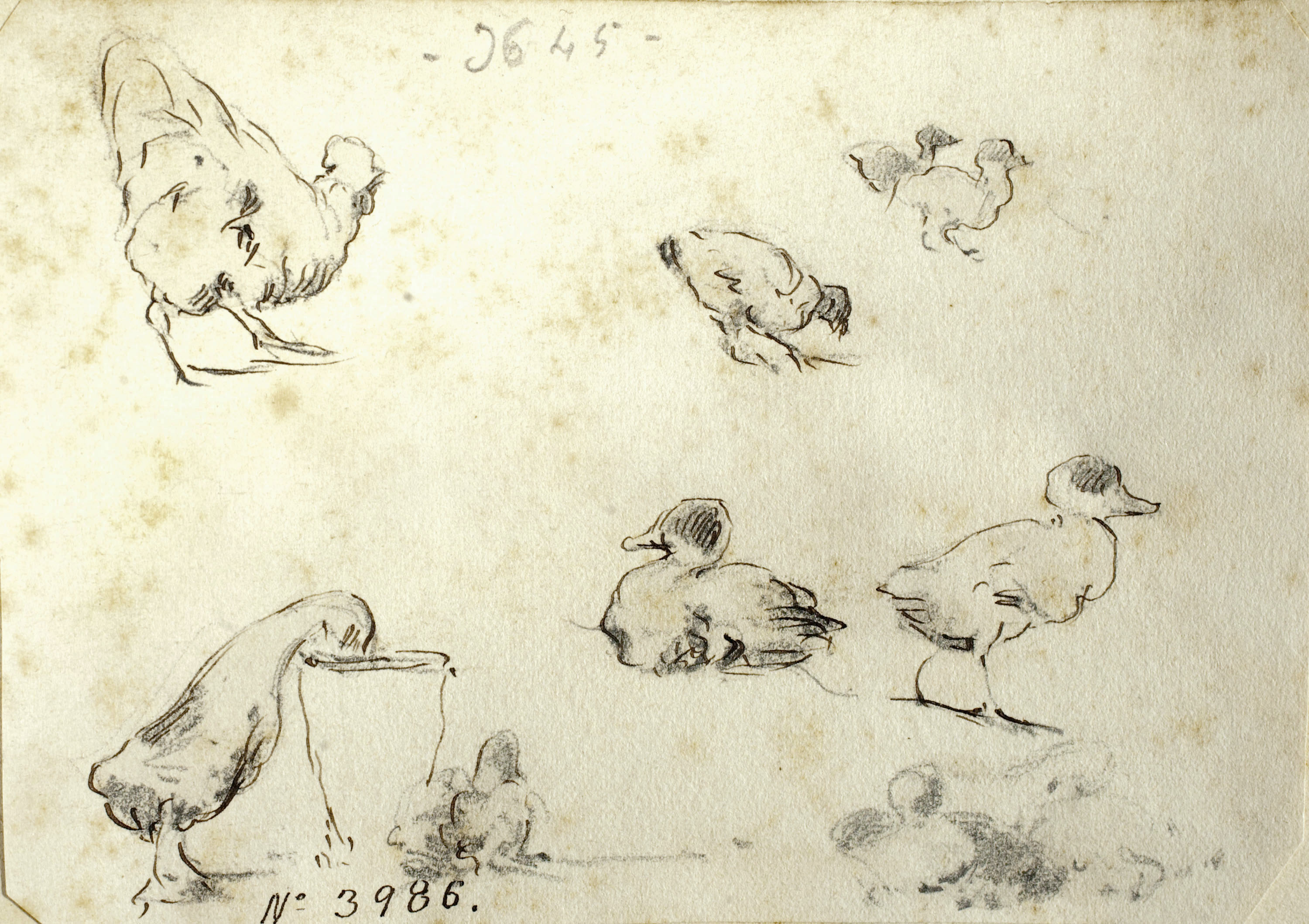 Modest Urgell - Gallina i ànecs - Cap a 1864 image for: Modest Urgell - Gallina i ànecs - Cap a 1864