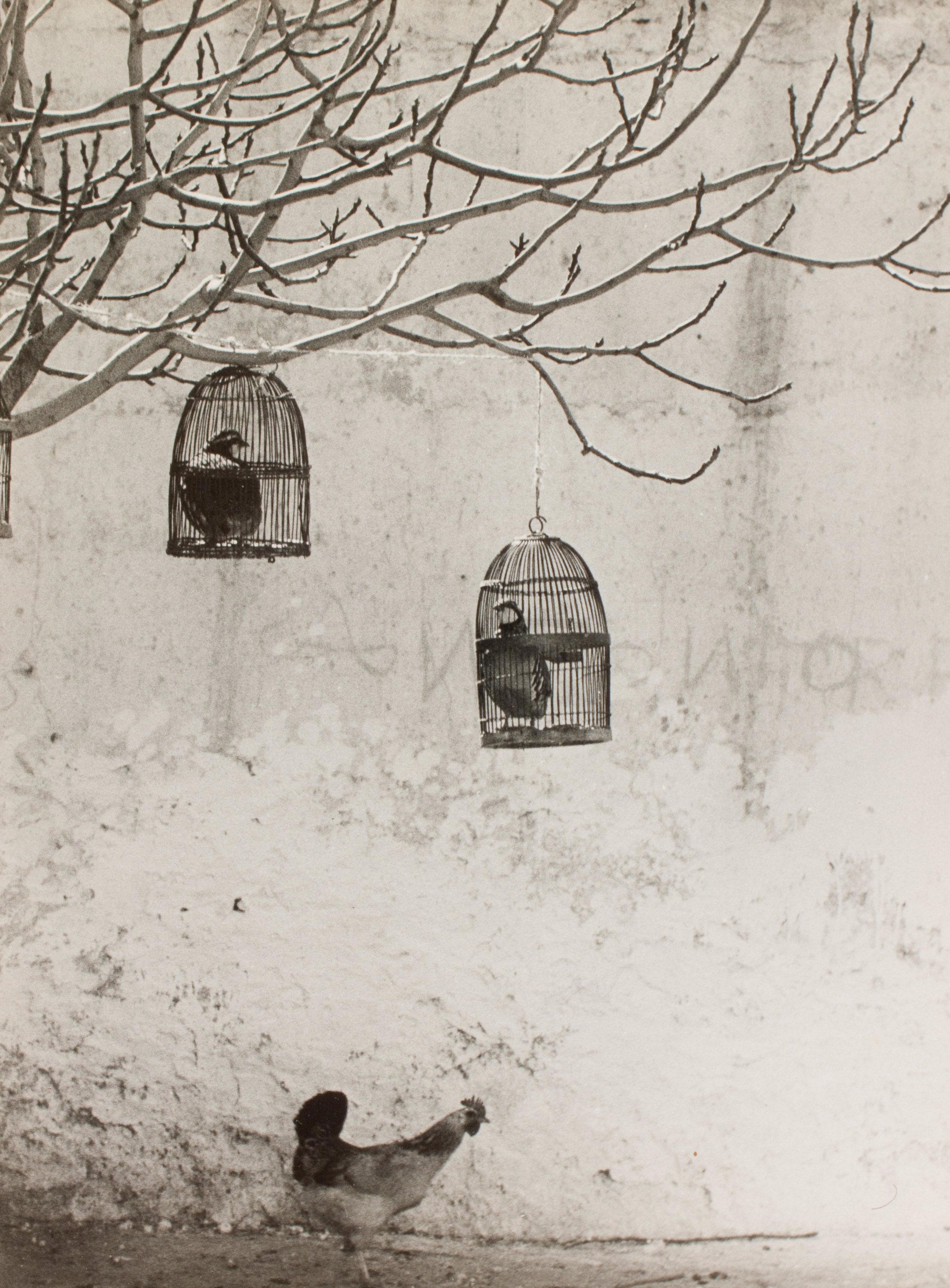 Oriol Maspons - Fotografia per al llibre «La caza de la perdiz roja», de Miguel Delibes - 1962 image for: Oriol Maspons - Fotografia per al llibre «La caza de la perdiz roja», de Miguel Delibes - 1962
