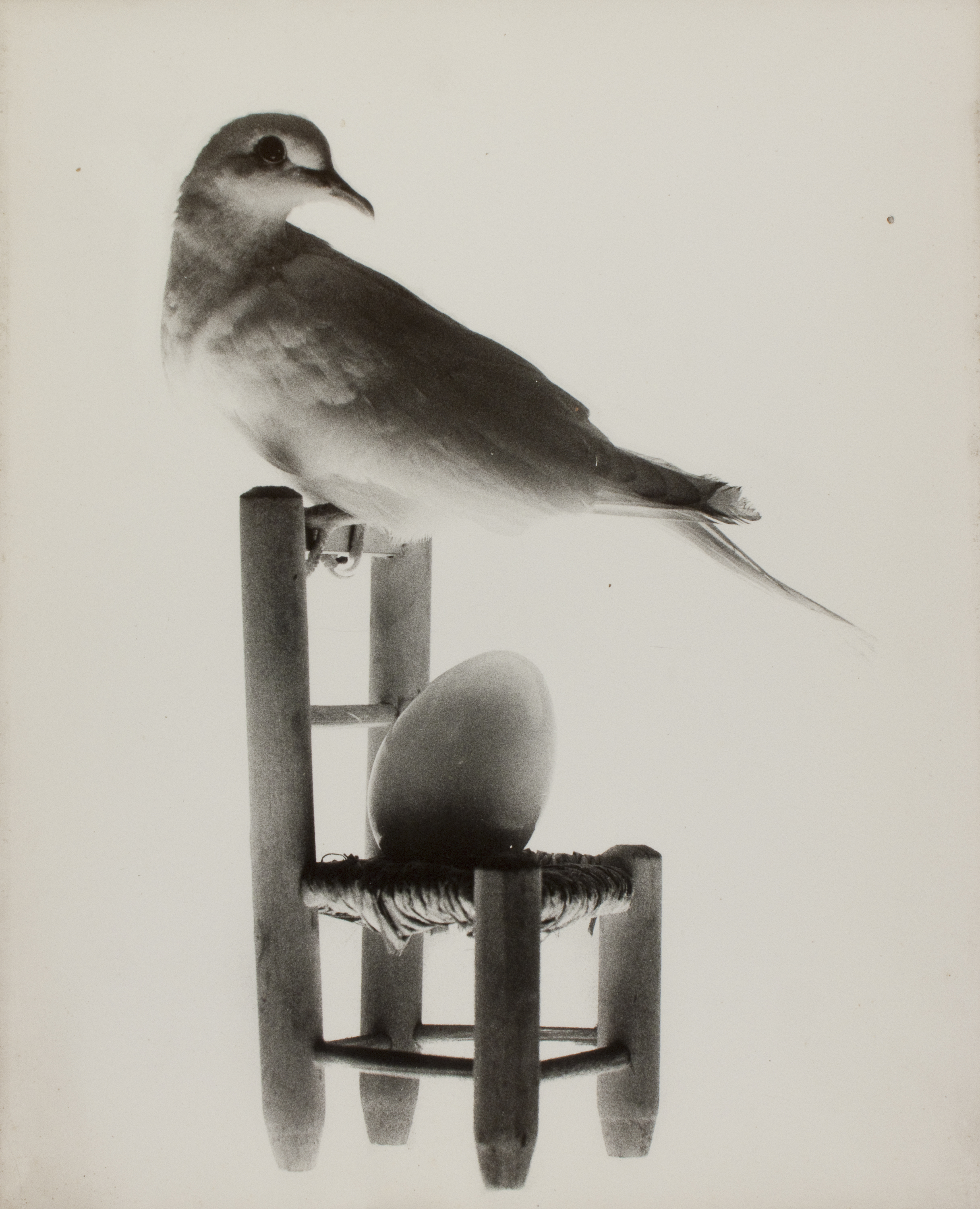 image for: Oriol Maspons - Whana palomas (La tòrtora mentidera) - 1970