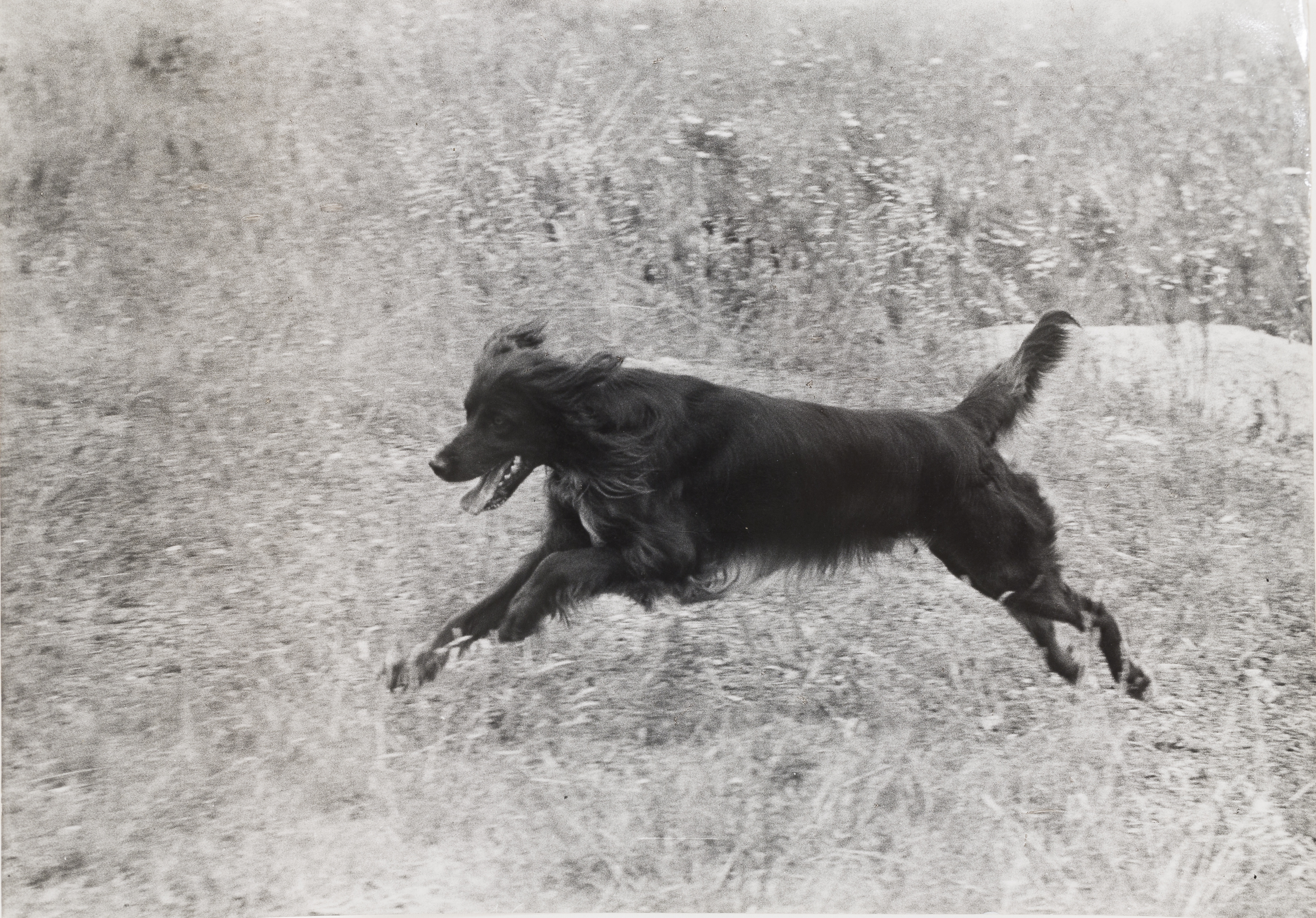 Oriol Maspons - Fotografia per al llibre «La caza de la perdiz roja», de Miguel Delibes - 1962 image for: Oriol Maspons - Fotografia per al llibre «La caza de la perdiz roja», de Miguel Delibes - 1962