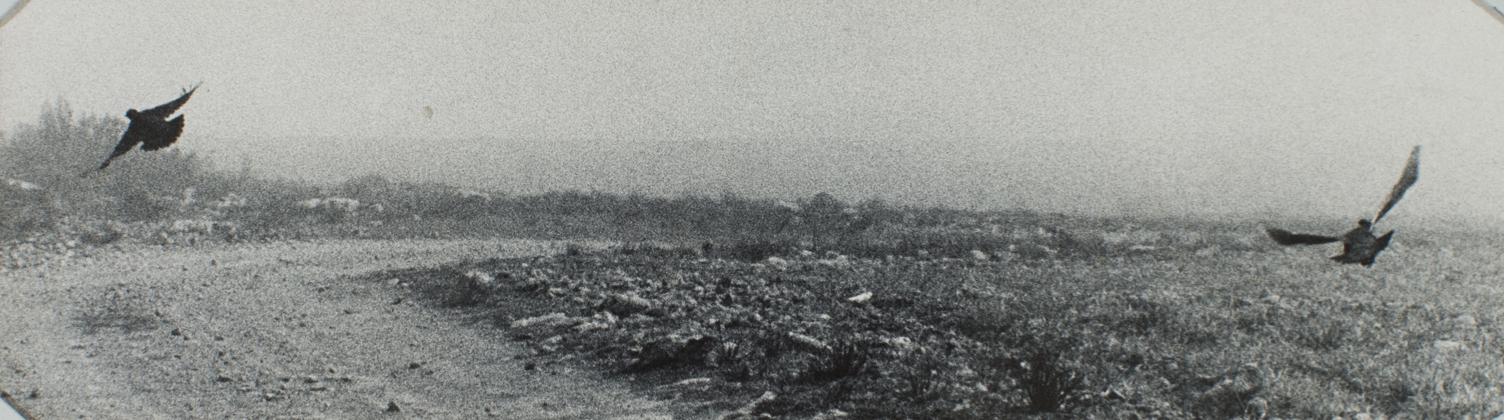 image for: Oriol Maspons - Fotografia per al llibre «La caza de la perdiz roja», de Miguel Delibes - 1962