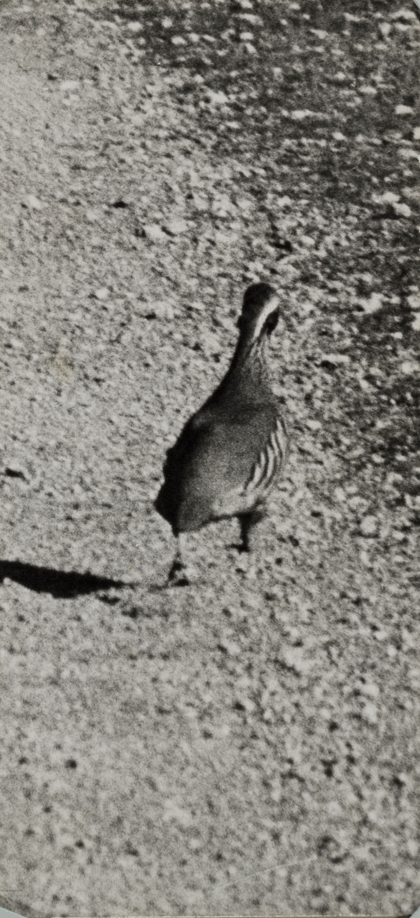 image for: Oriol Maspons - Fotografia per al llibre «La caza de la perdiz roja», de Miguel Delibes - 1962