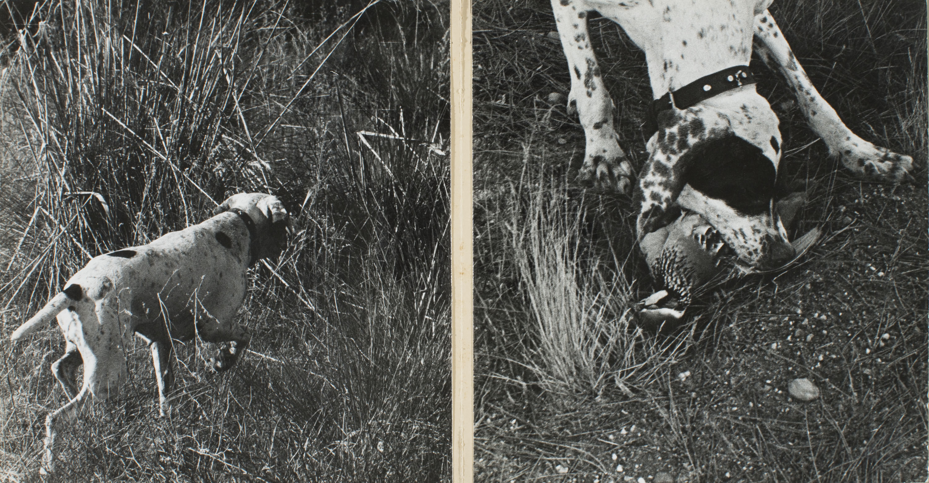 image for: Oriol Maspons - Fotografia per al llibre «La caza de la perdiz roja», de Miguel Delibes (díptic) - 1962
