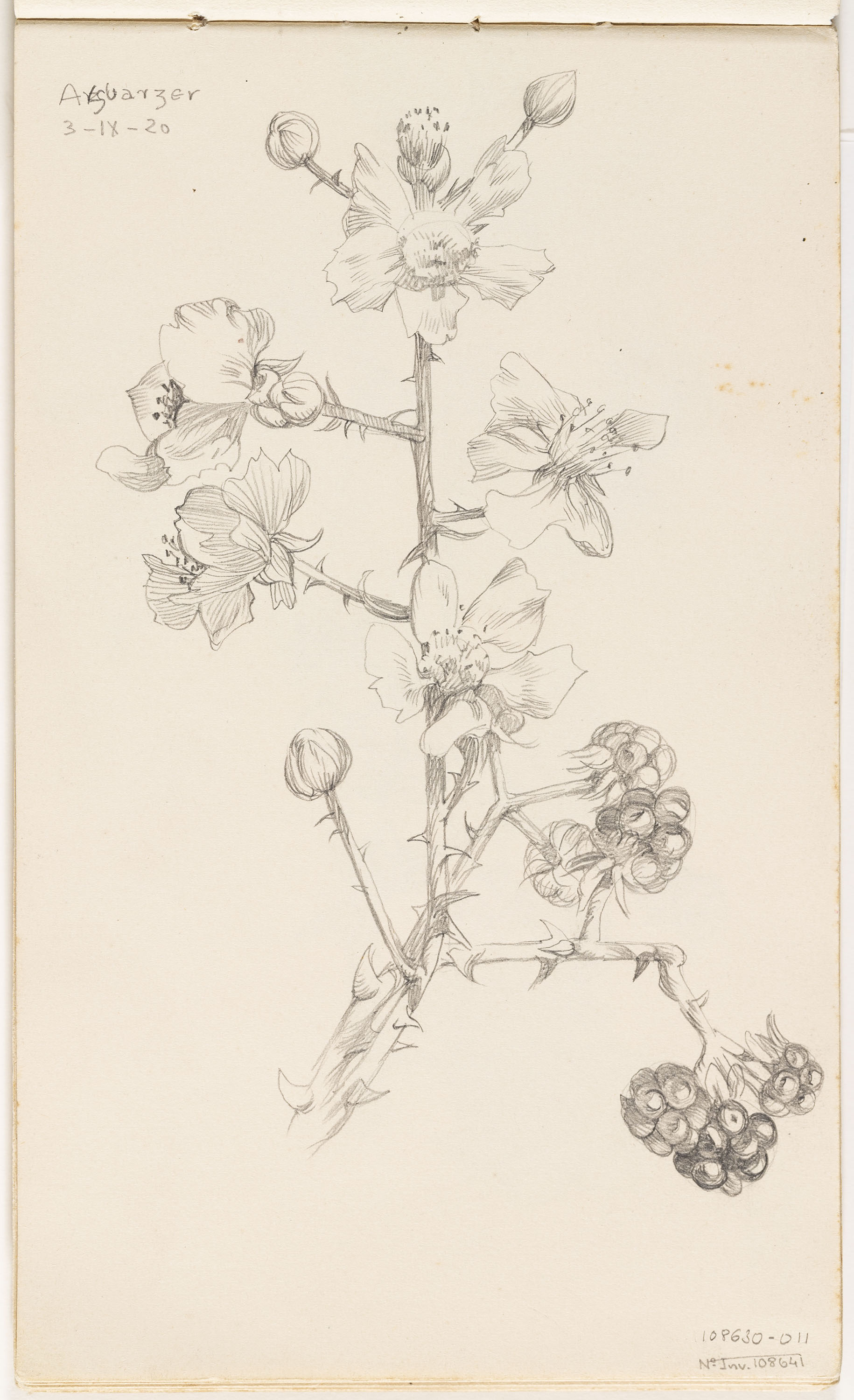 image for: Alexandre de Riquer - Esbarzer - 1920
