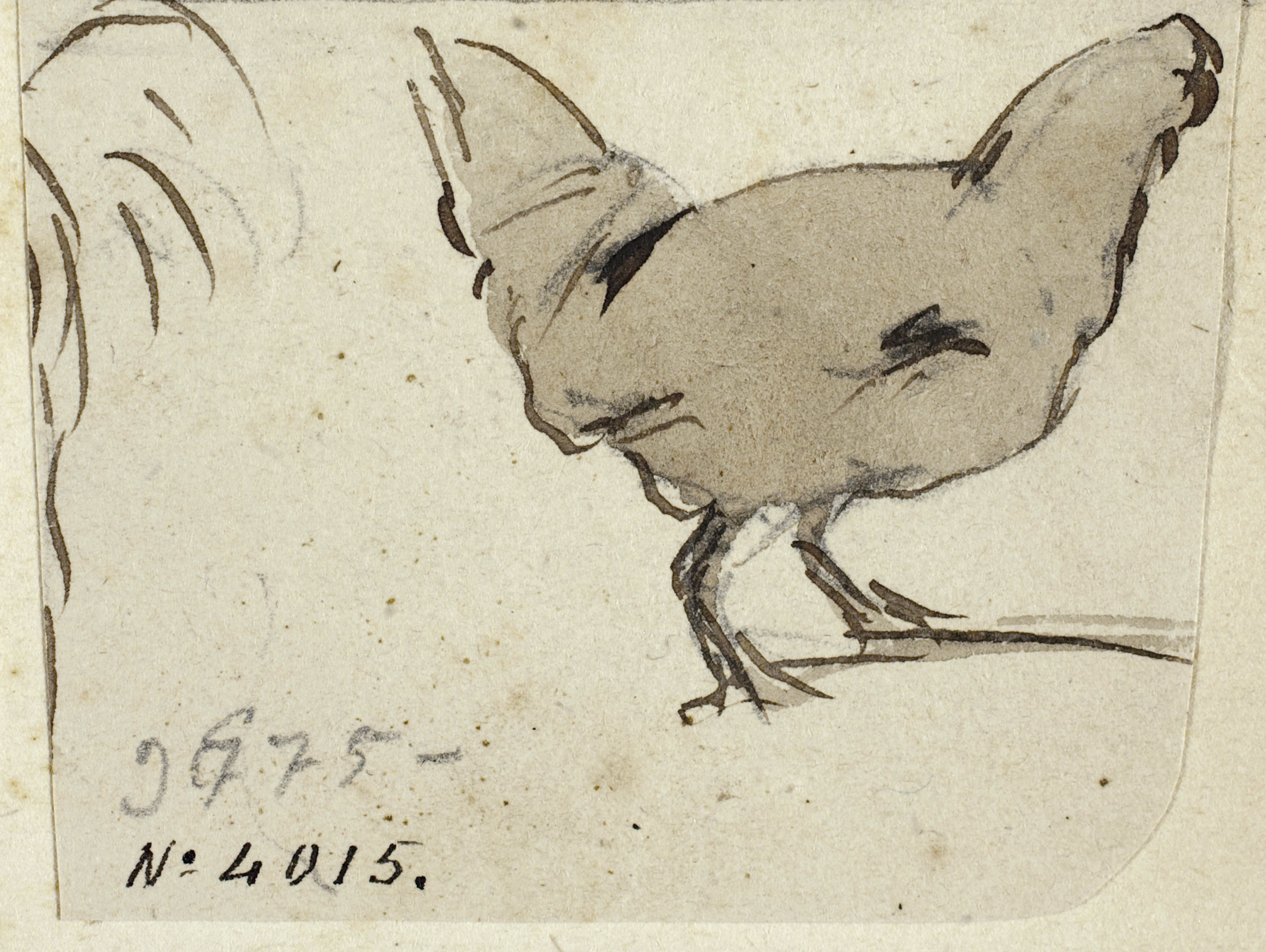 image for: Modest Urgell - Gallina - Cap a 1864
