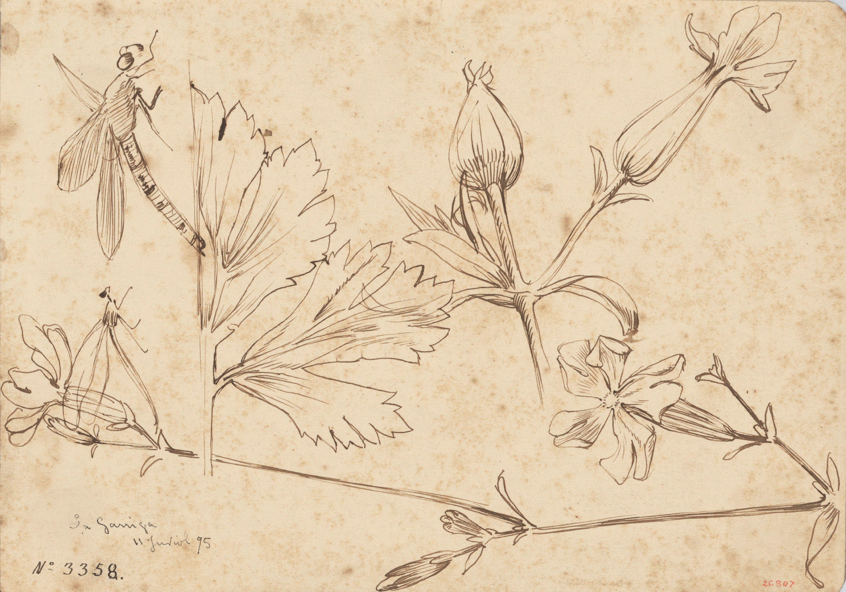 image for: Alexandre de Riquer - Flors i fulles - 1895