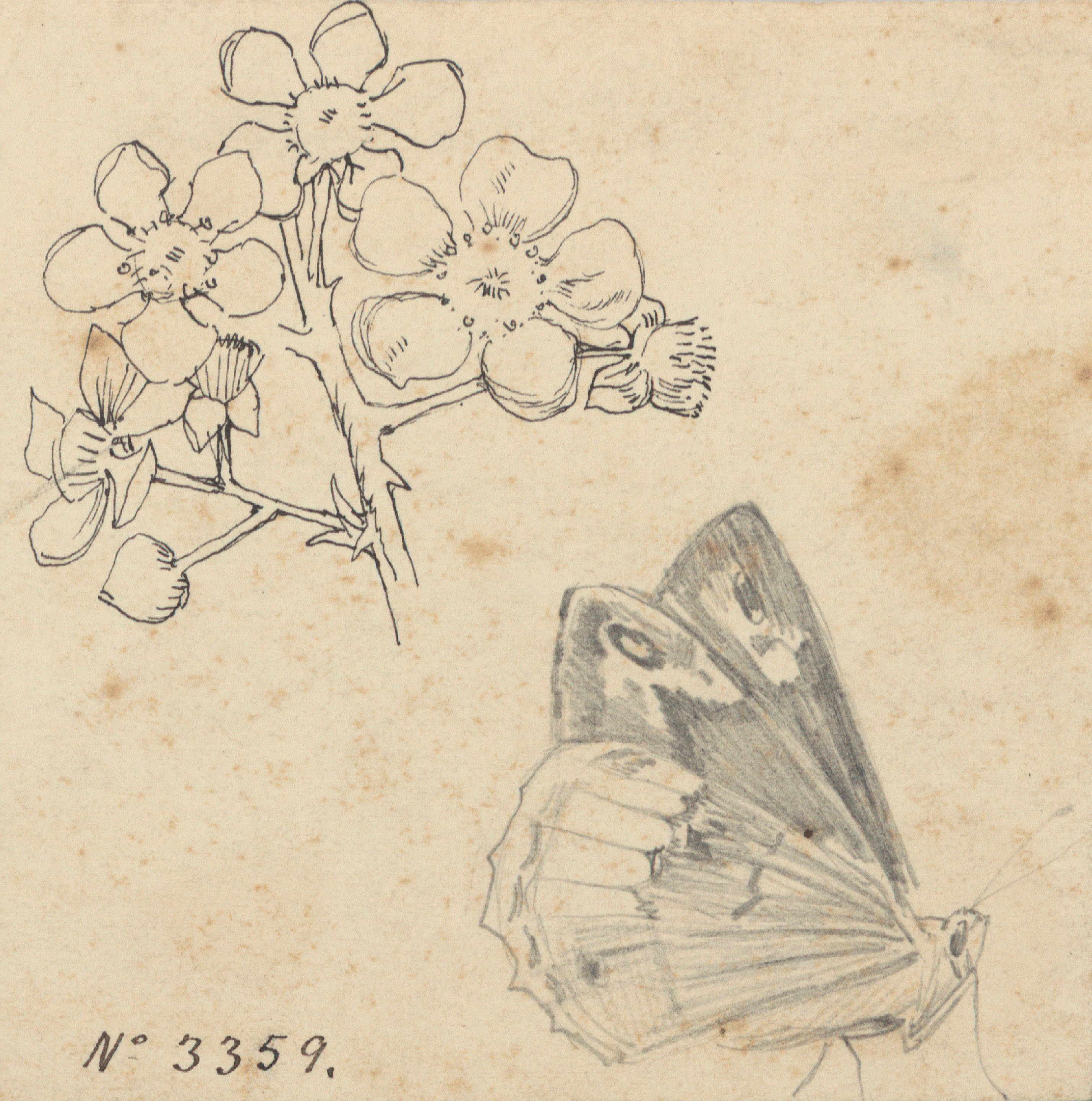 image for: Alexandre de Riquer - Flors i papallona - Cap a 1890-1900