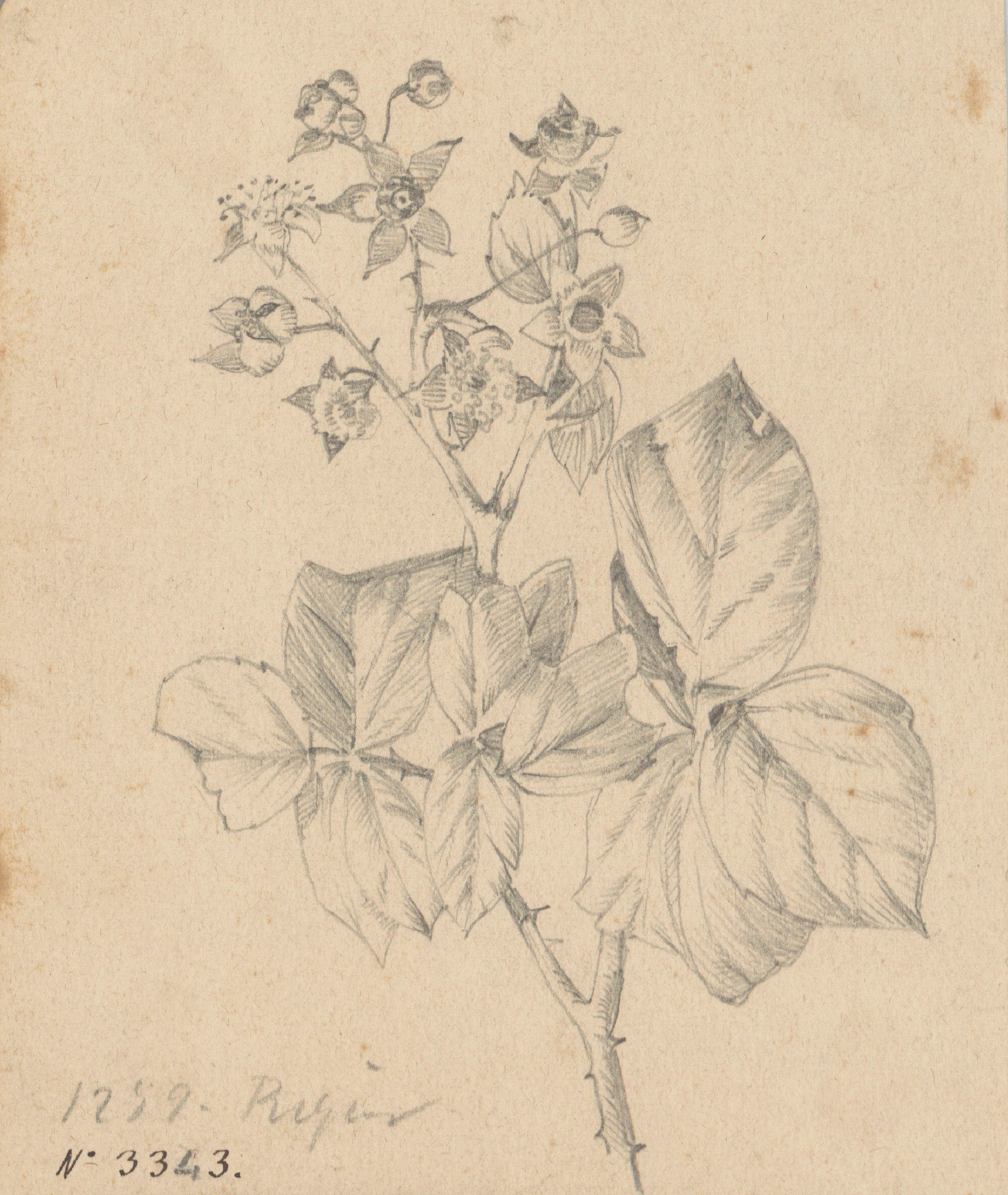 image for: Alexandre de Riquer - Flors - Cap a 1890-1900