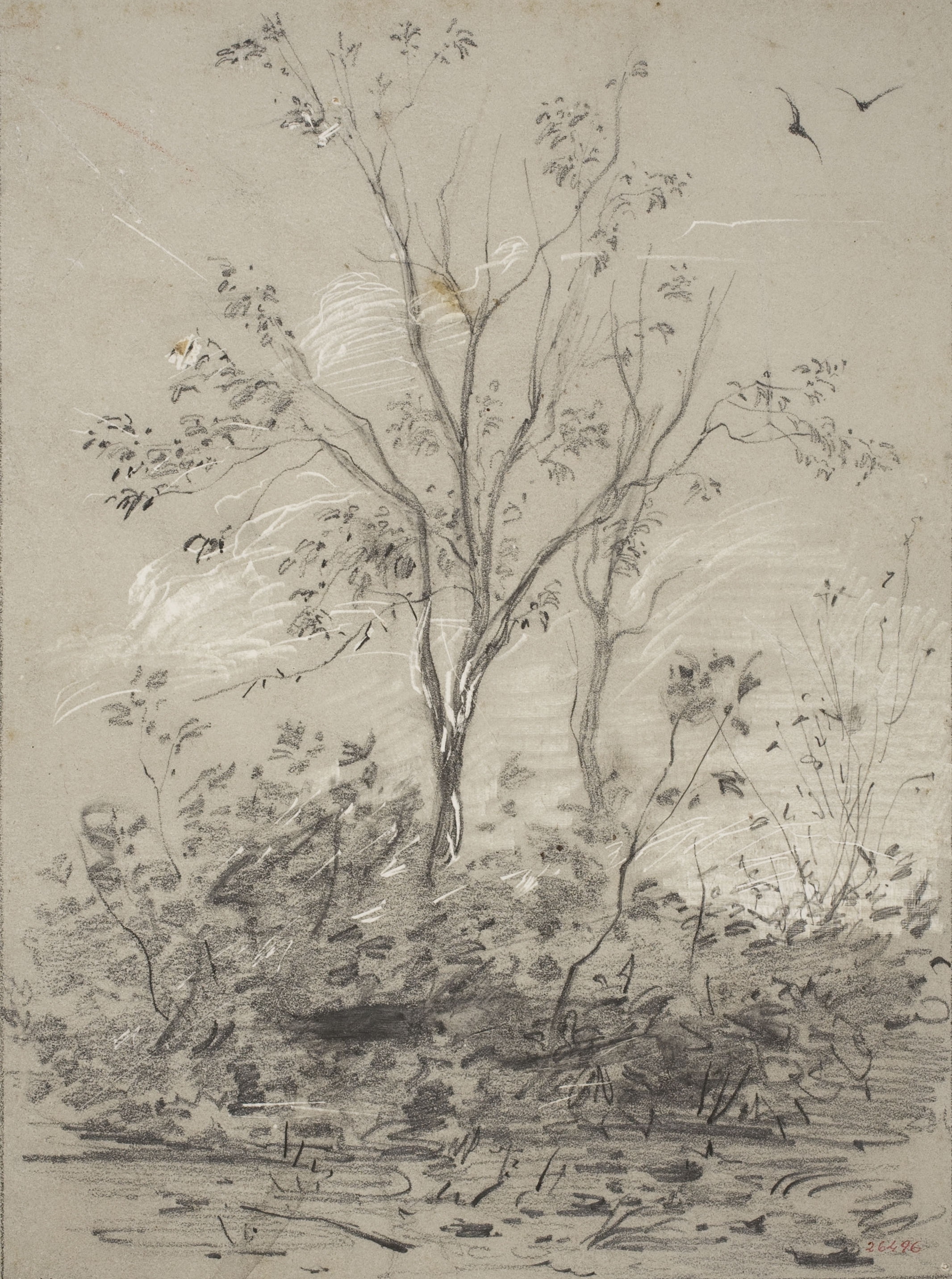 image for: Modest Urgell - Arbres - Cap a 1864