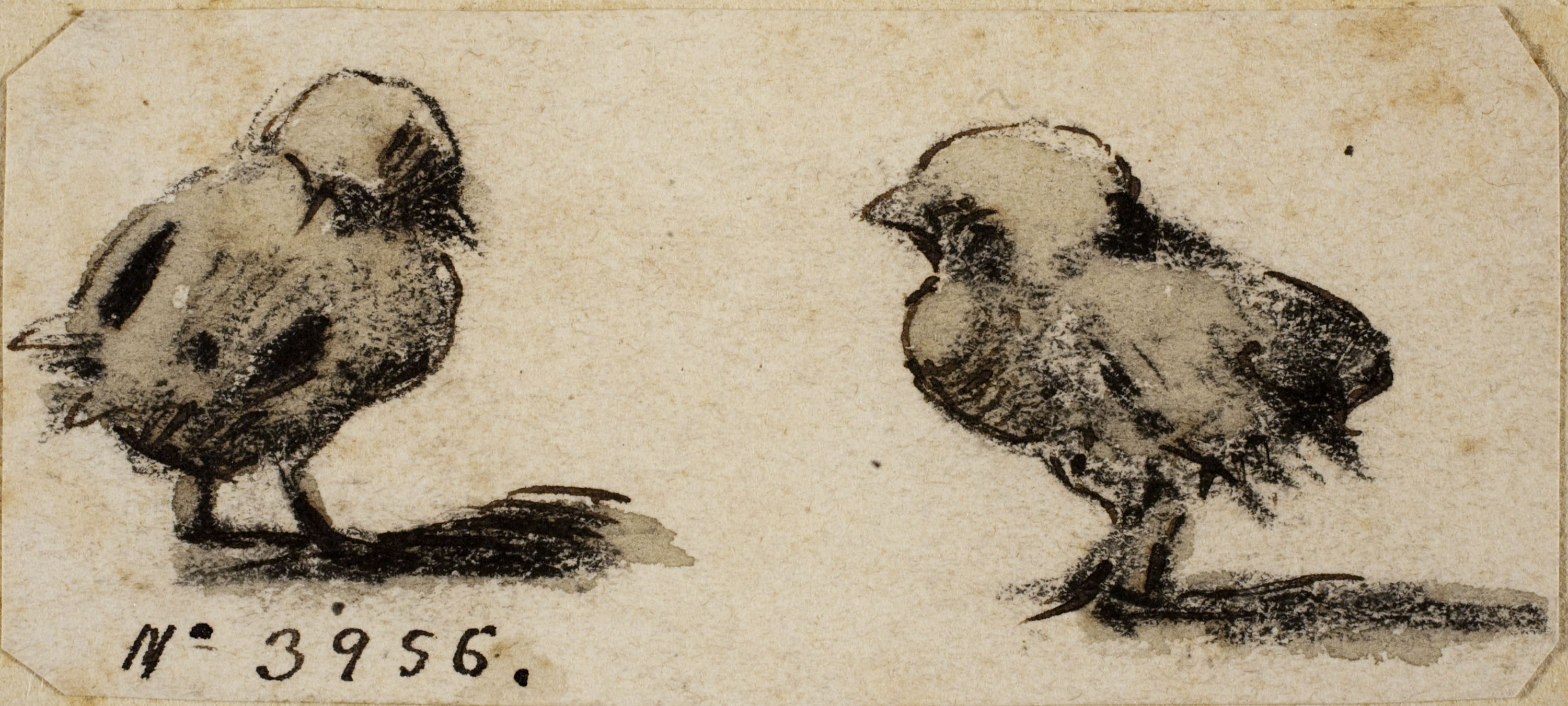 image for: Modest Urgell - Pollets - Cap a 1861-1888