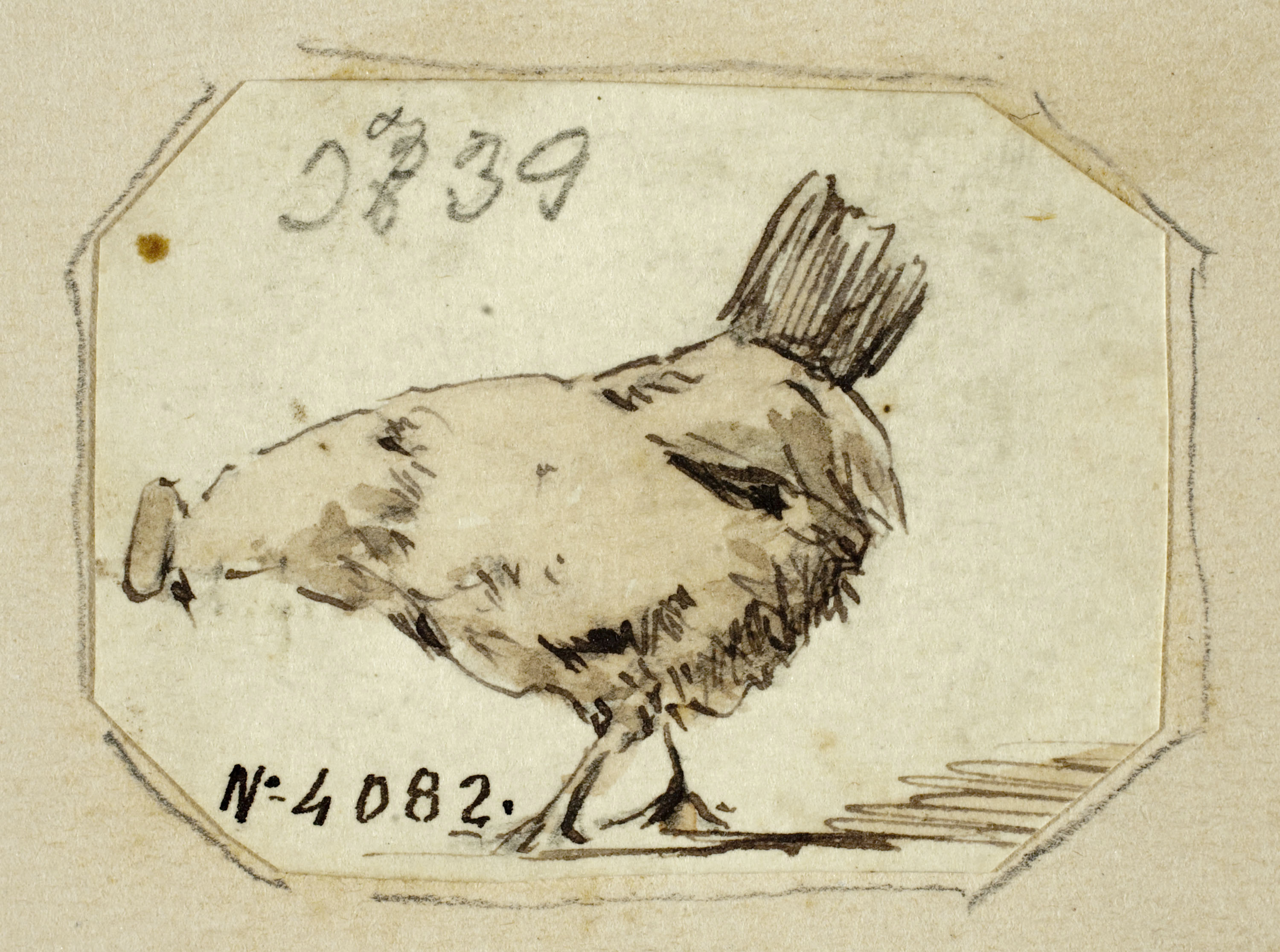 image for: Modest Urgell - Gallina - Cap a 1869