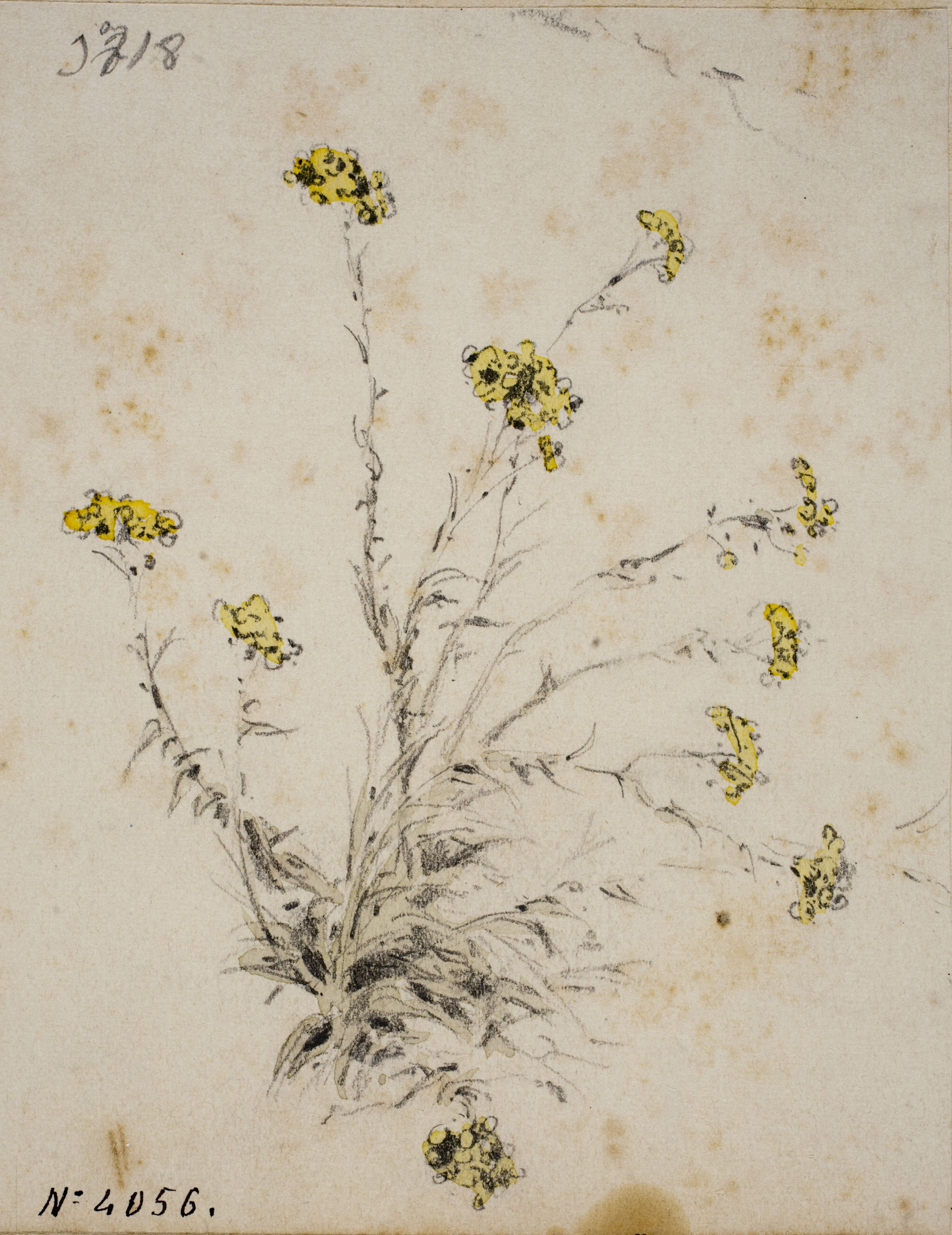 image for: Modest Urgell - Flors de bosc - Cap a 1864