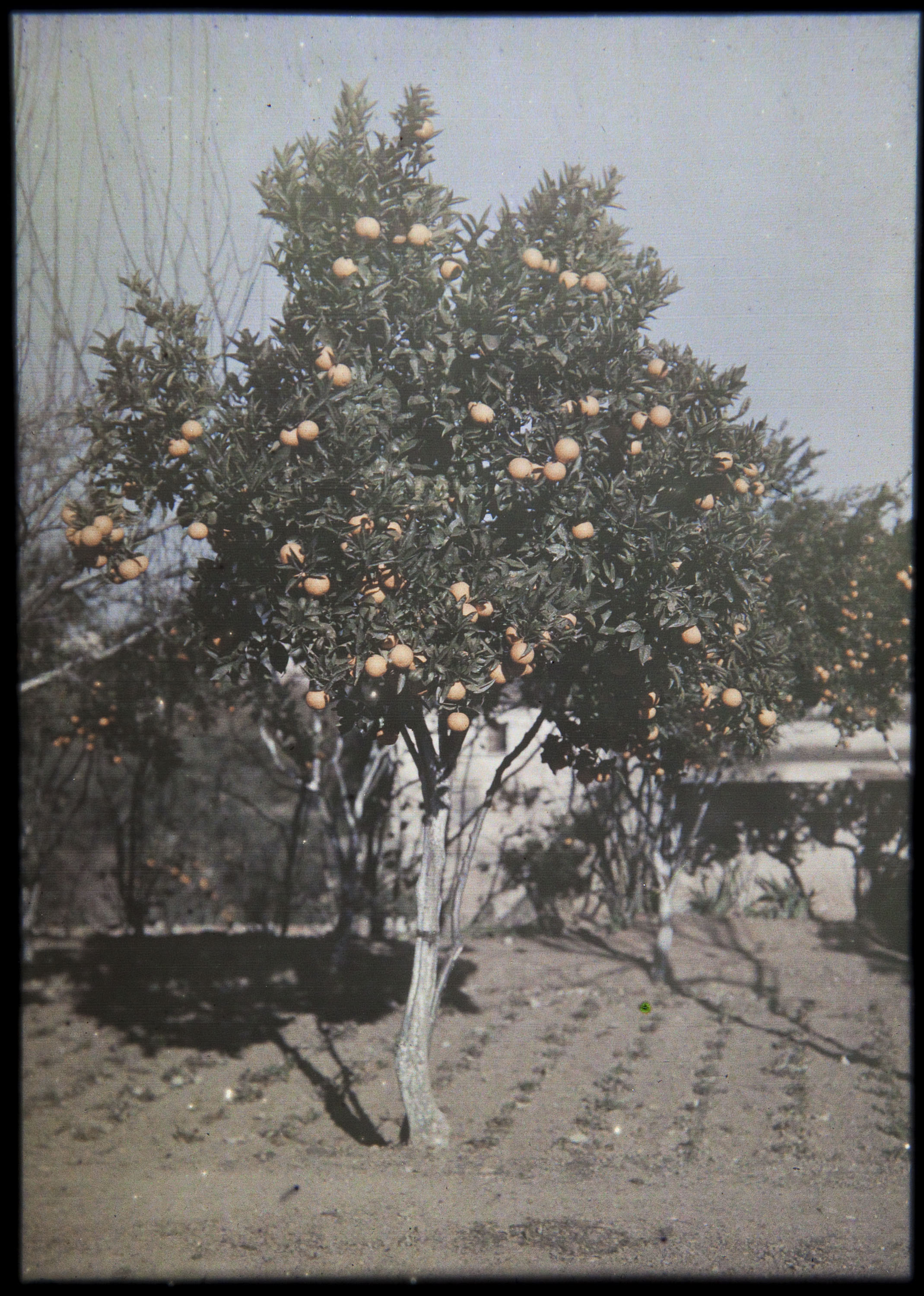 Francesc Carrera Bou - Tarongers - Cap a 1926 image for: Francesc Carrera Bou - Tarongers - Cap a 1926