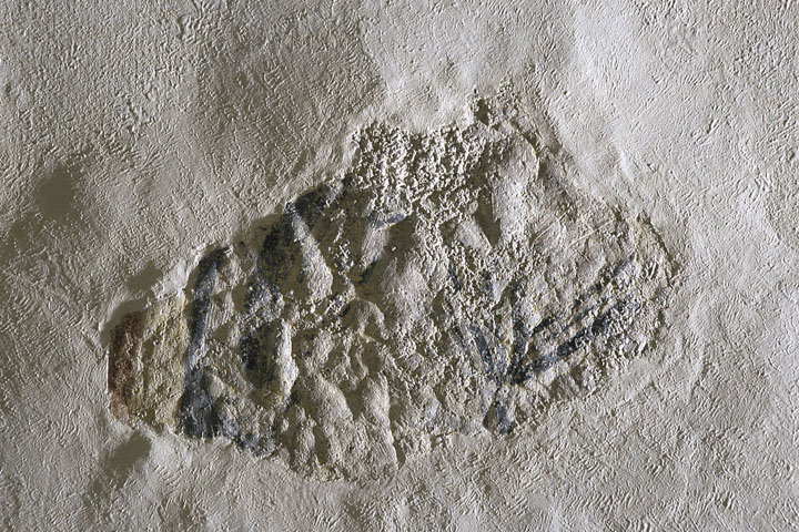 Fragment amb vestigis d'ésser de bestiari de Sant Joan de Boí 