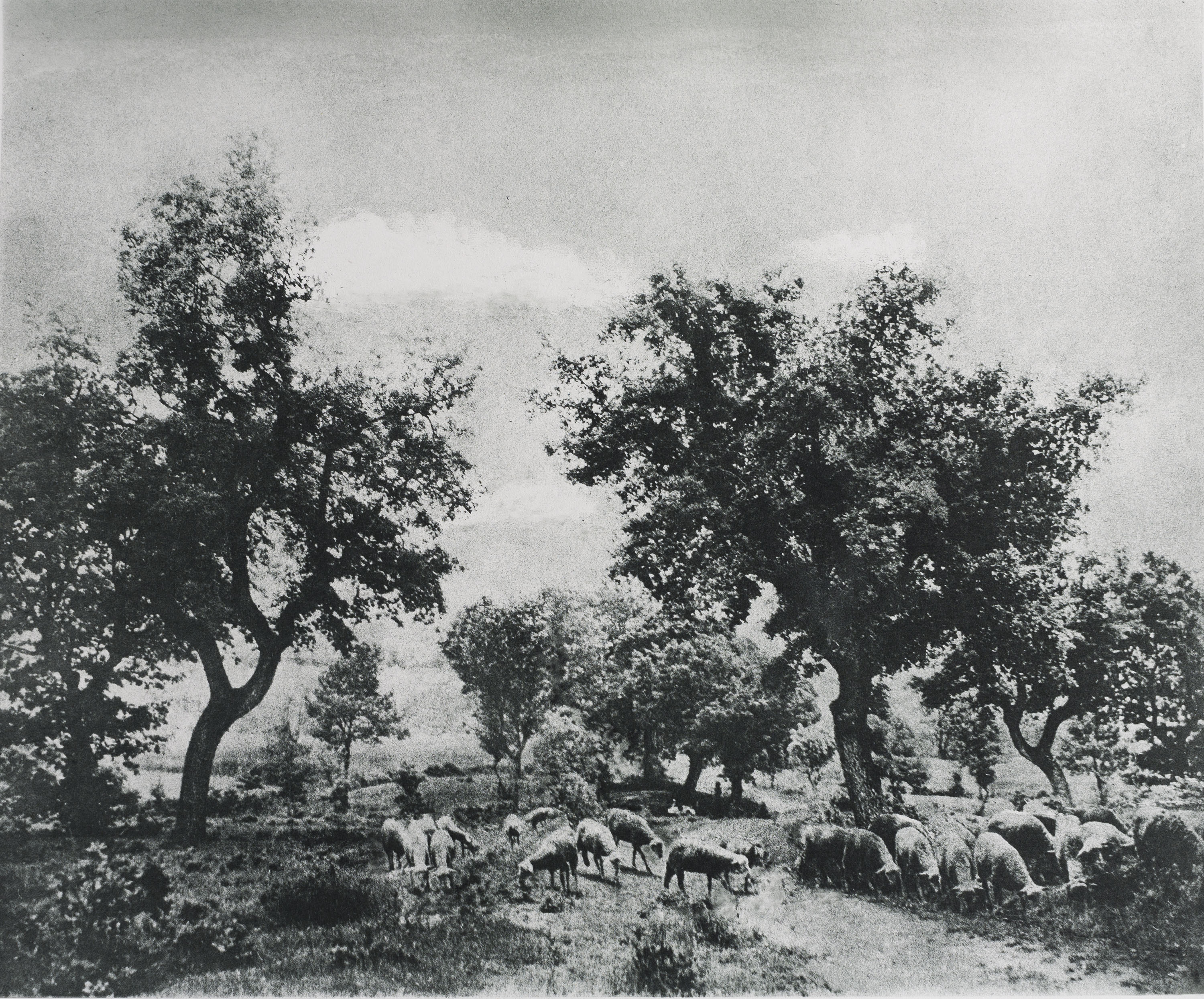 image for: Josep Maria Casals i Ariet - Paisatge amb ramat - No datat