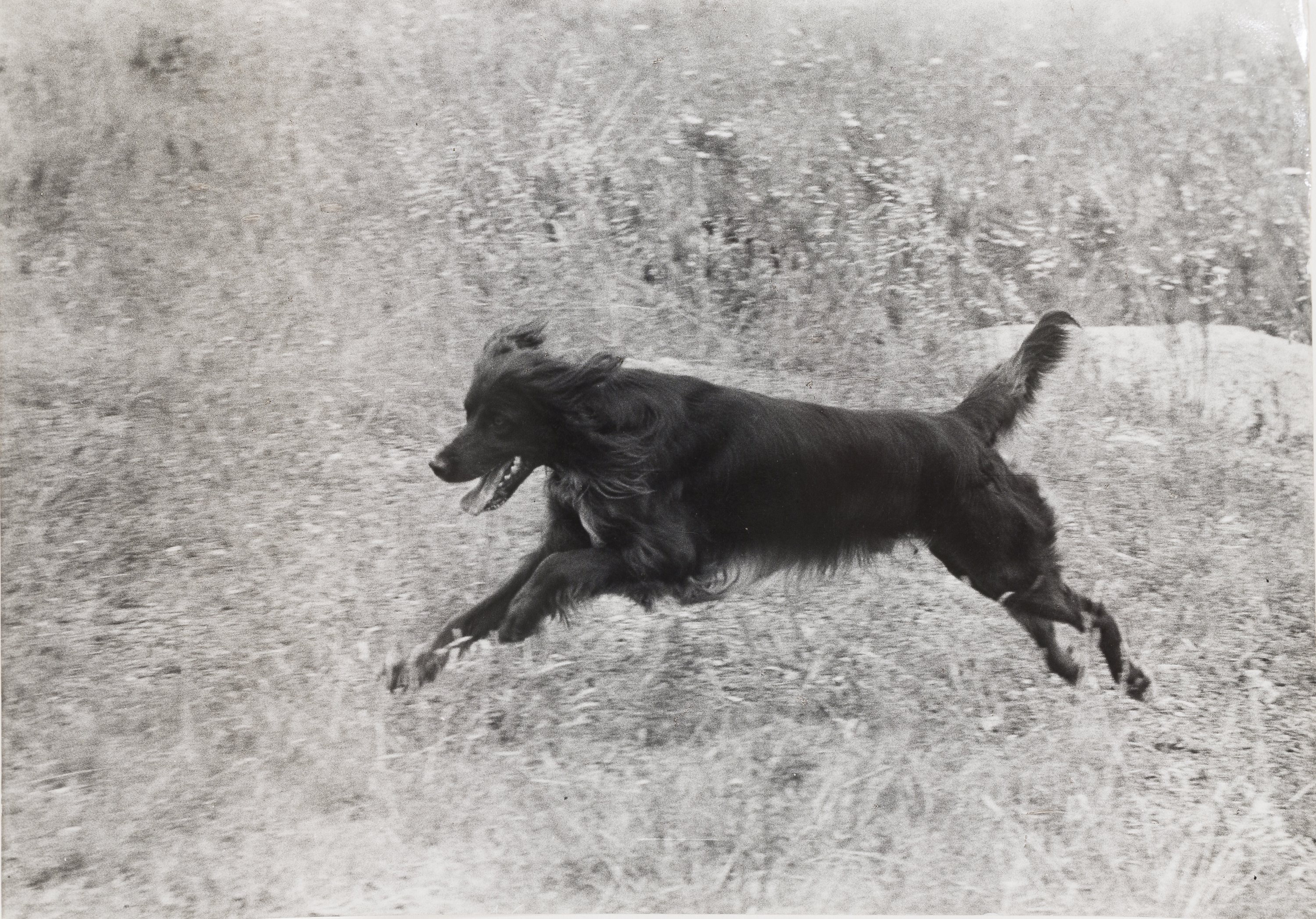 image for: Oriol Maspons - Fotografia per al llibre «La caza de la perdiz roja», de Miguel Delibes - 1962