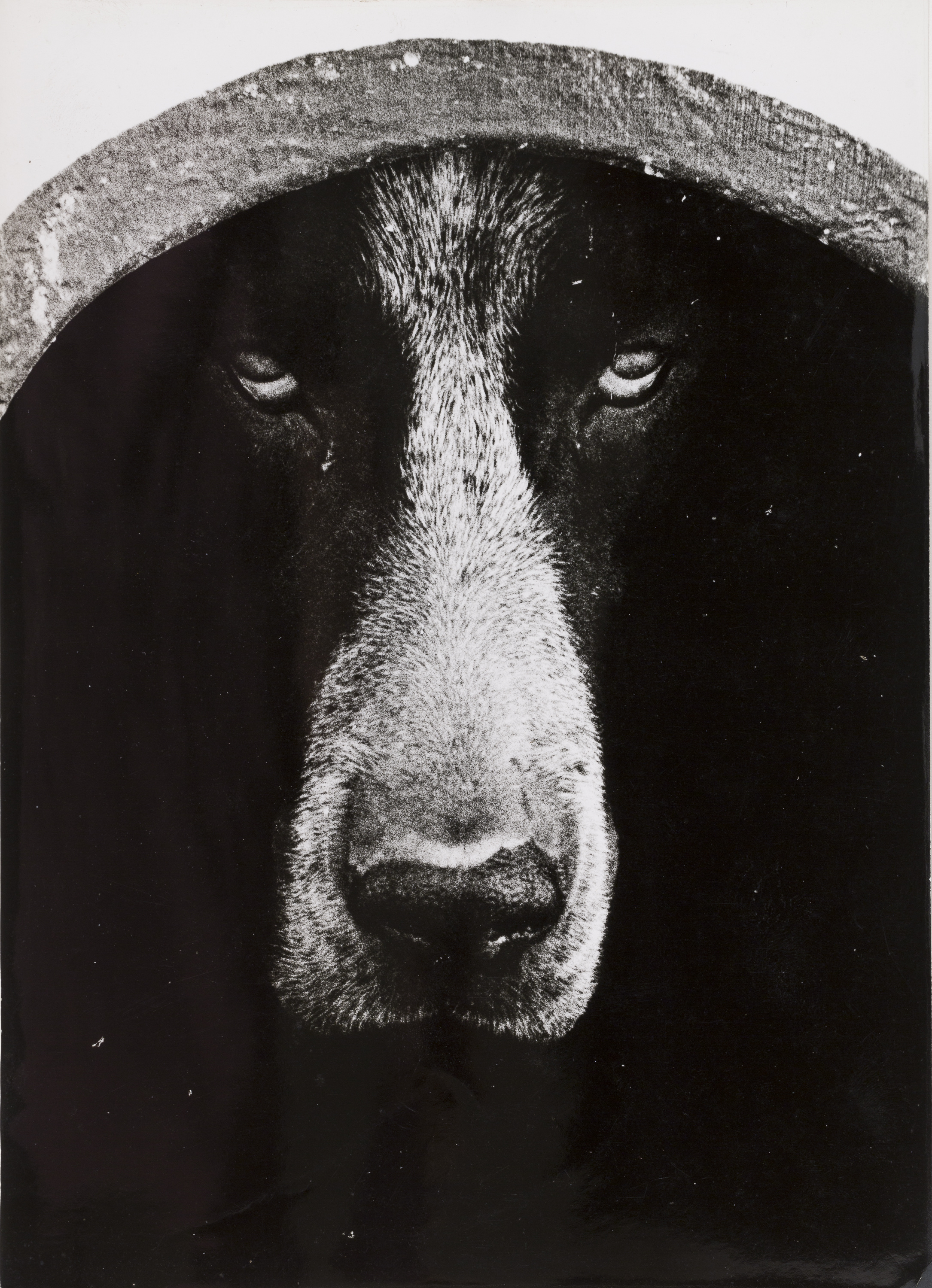 image for: Oriol Maspons - Fotografia per al llibre «La caza de la perdiz roja», de Miguel Delibes - 1962