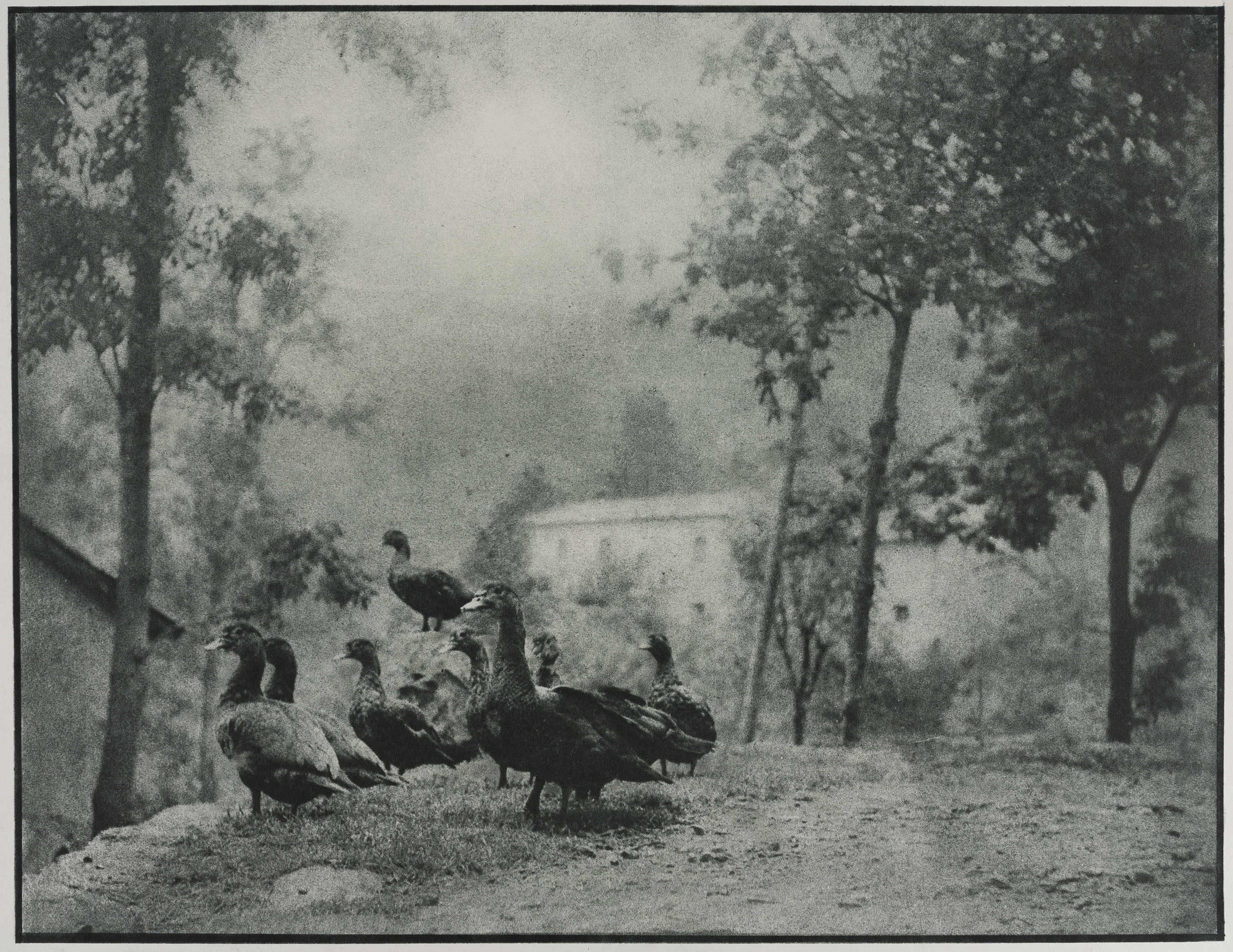 image for: Josep Maria Casals i Ariet - Paisatge amb ànecs - No datat