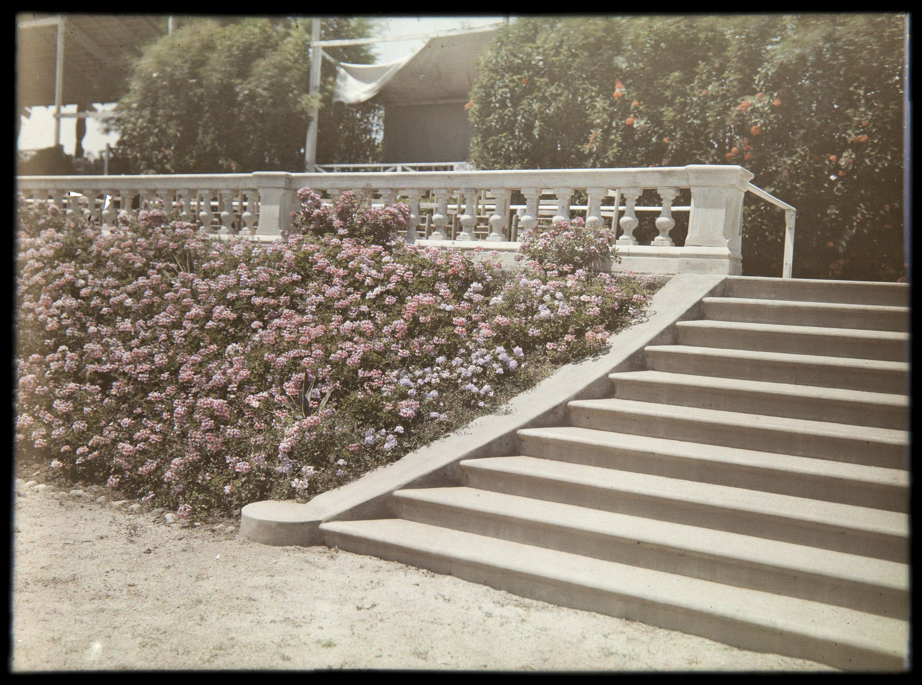 image for: Francesc Carrera Bou - Parterre del Reial Polo Jòquei Club (Barcelona) - Cap a 1926