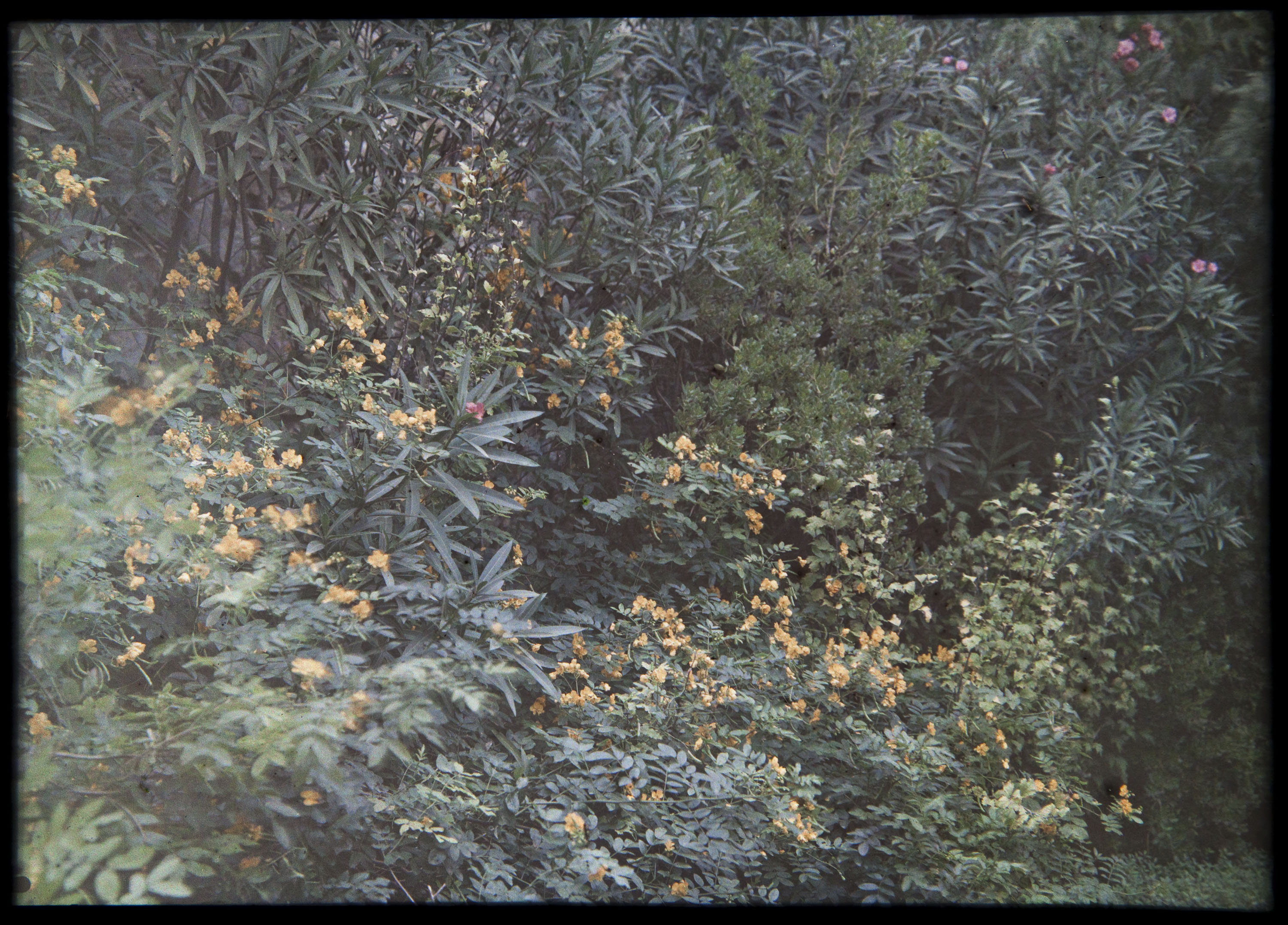 image for: Francesc Carrera Bou - Jardí - Cap a 1926