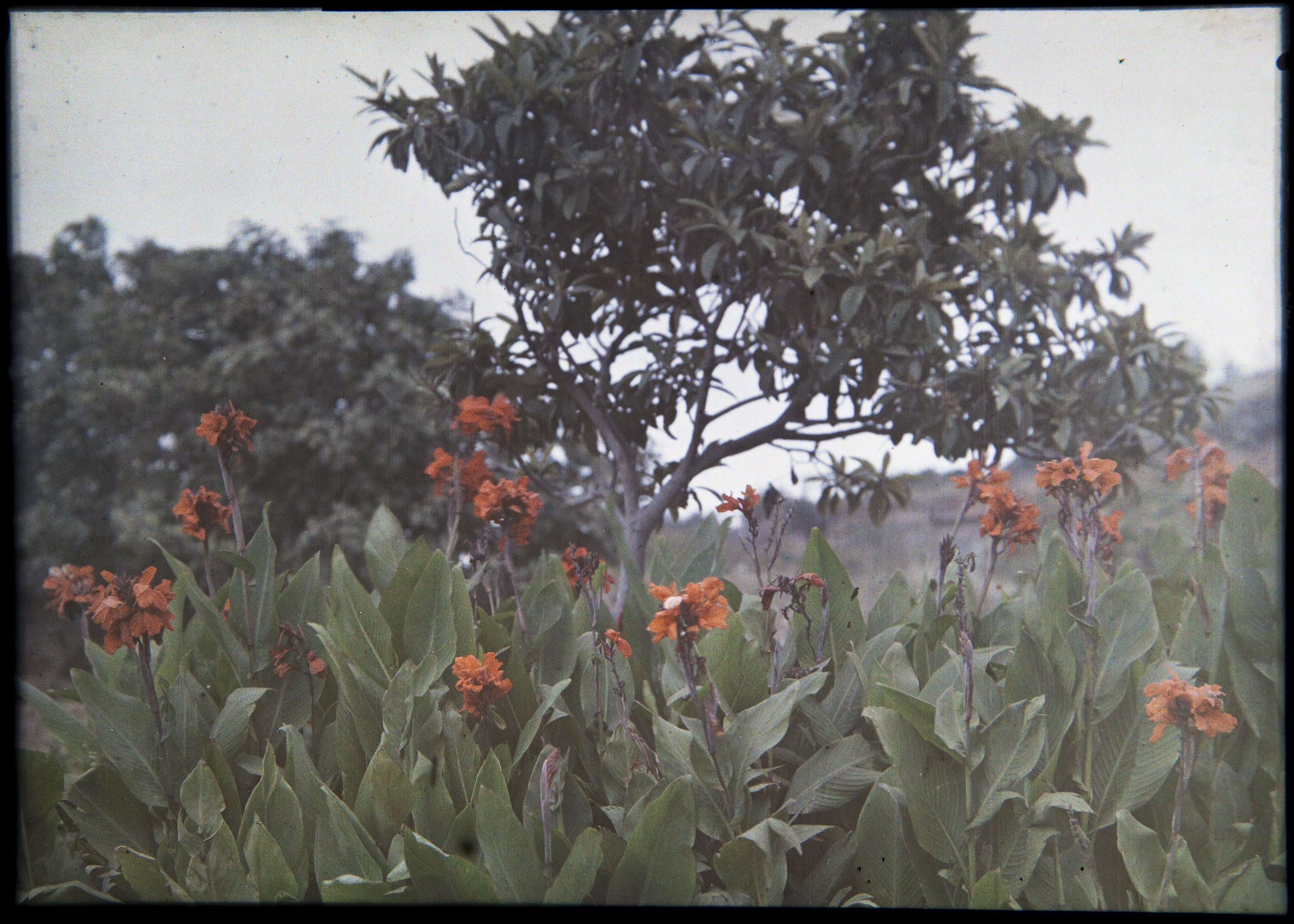 image for: Francesc Carrera Bou - Jardí - Cap a 1926