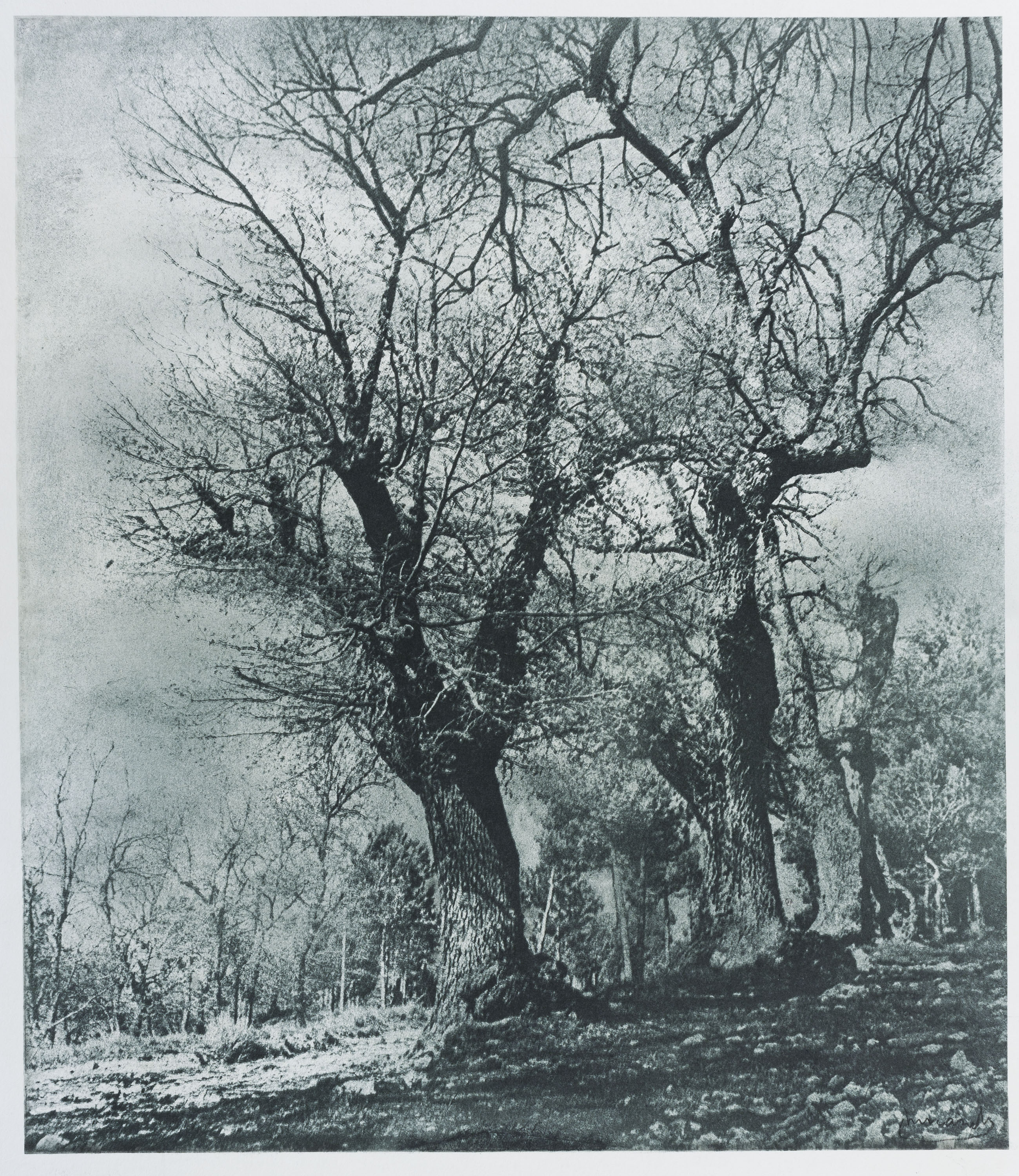 image for: Josep Maria Casals i Ariet - Paisatge - No datat
