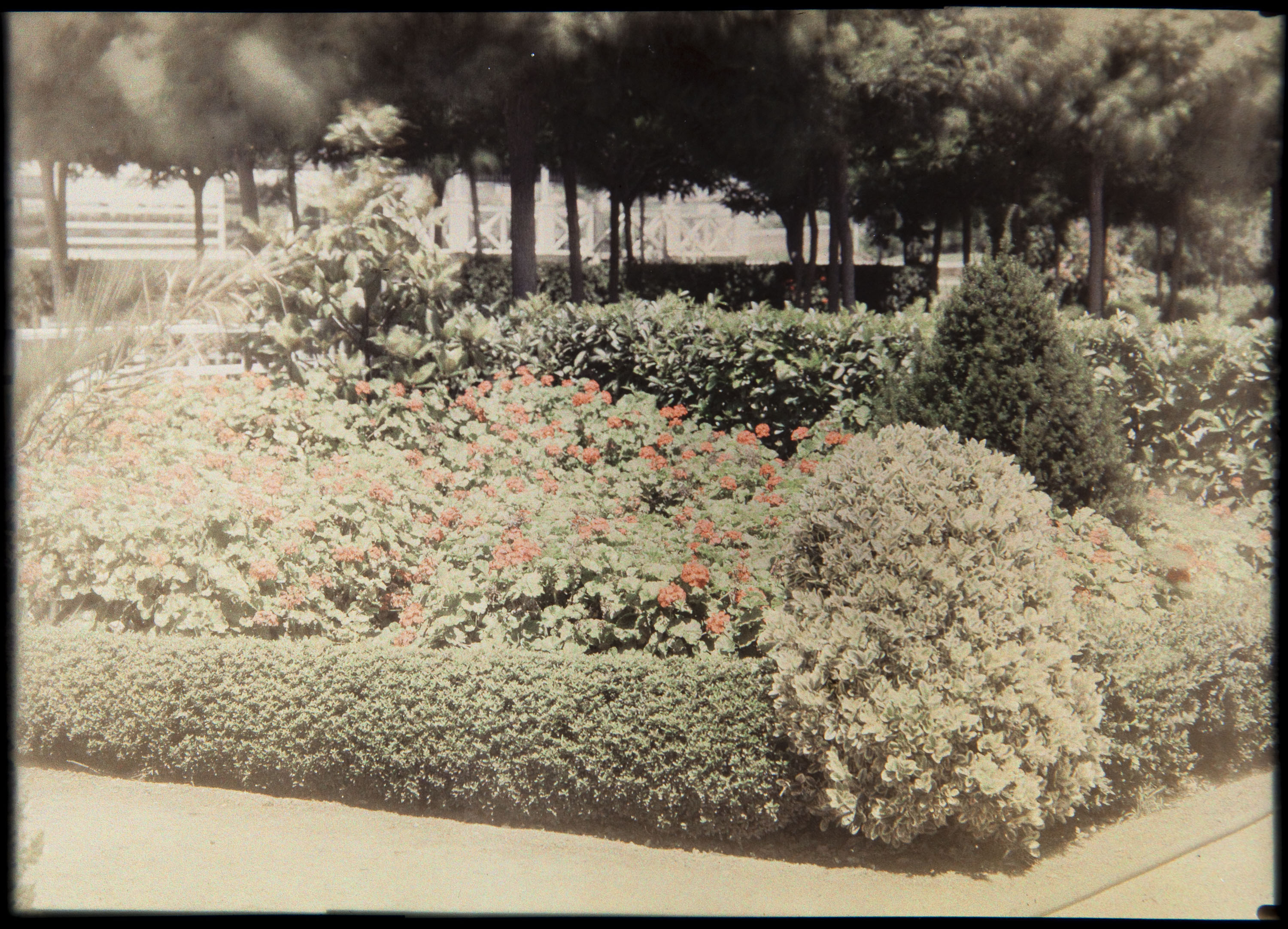 image for: Francesc Carrera Bou - Jardí - Cap a 1926