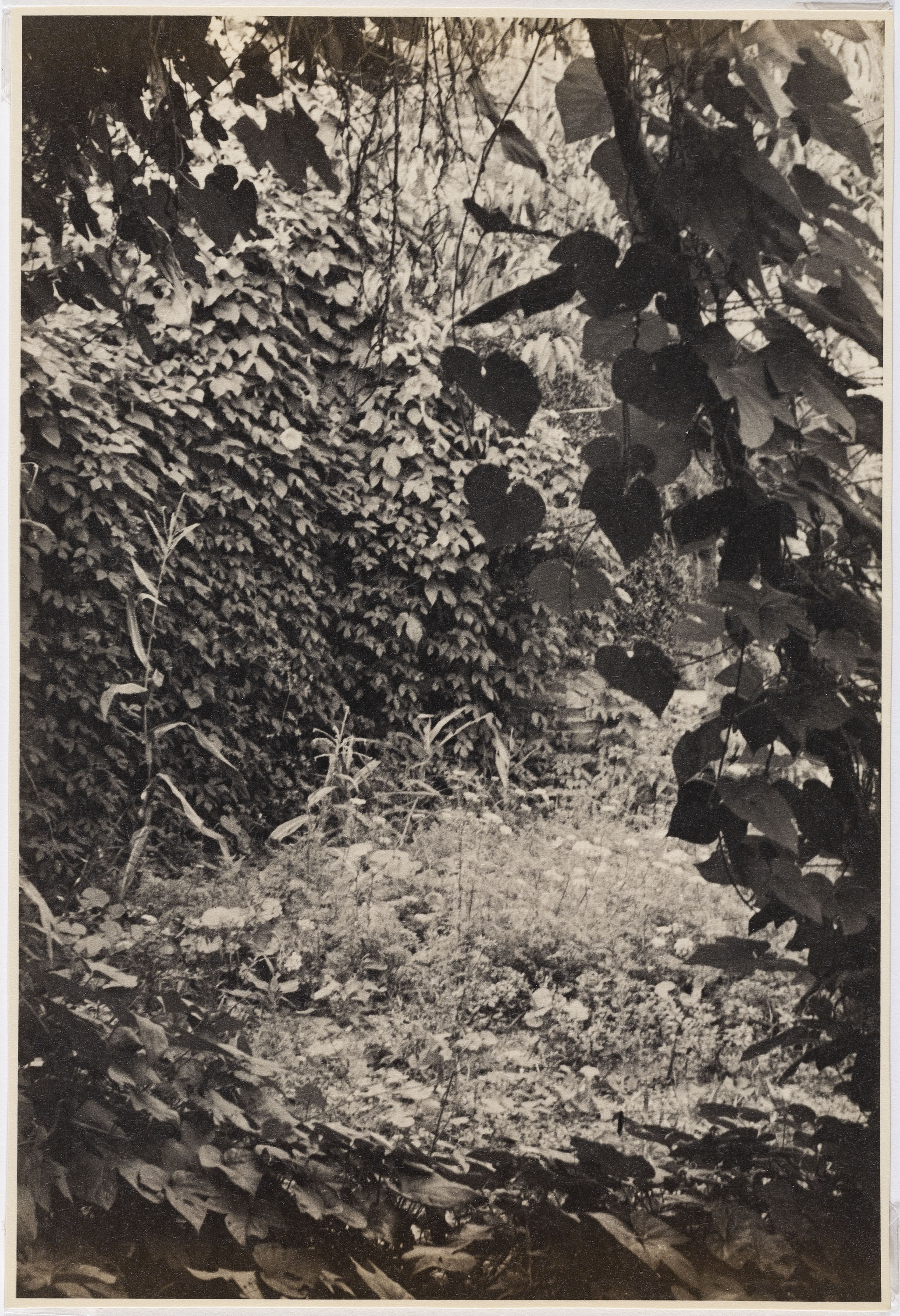 image for: Otho Lloyd - Vegetació (Jardí de la casa del Putxet, Barcelona) - Cap a 1948
