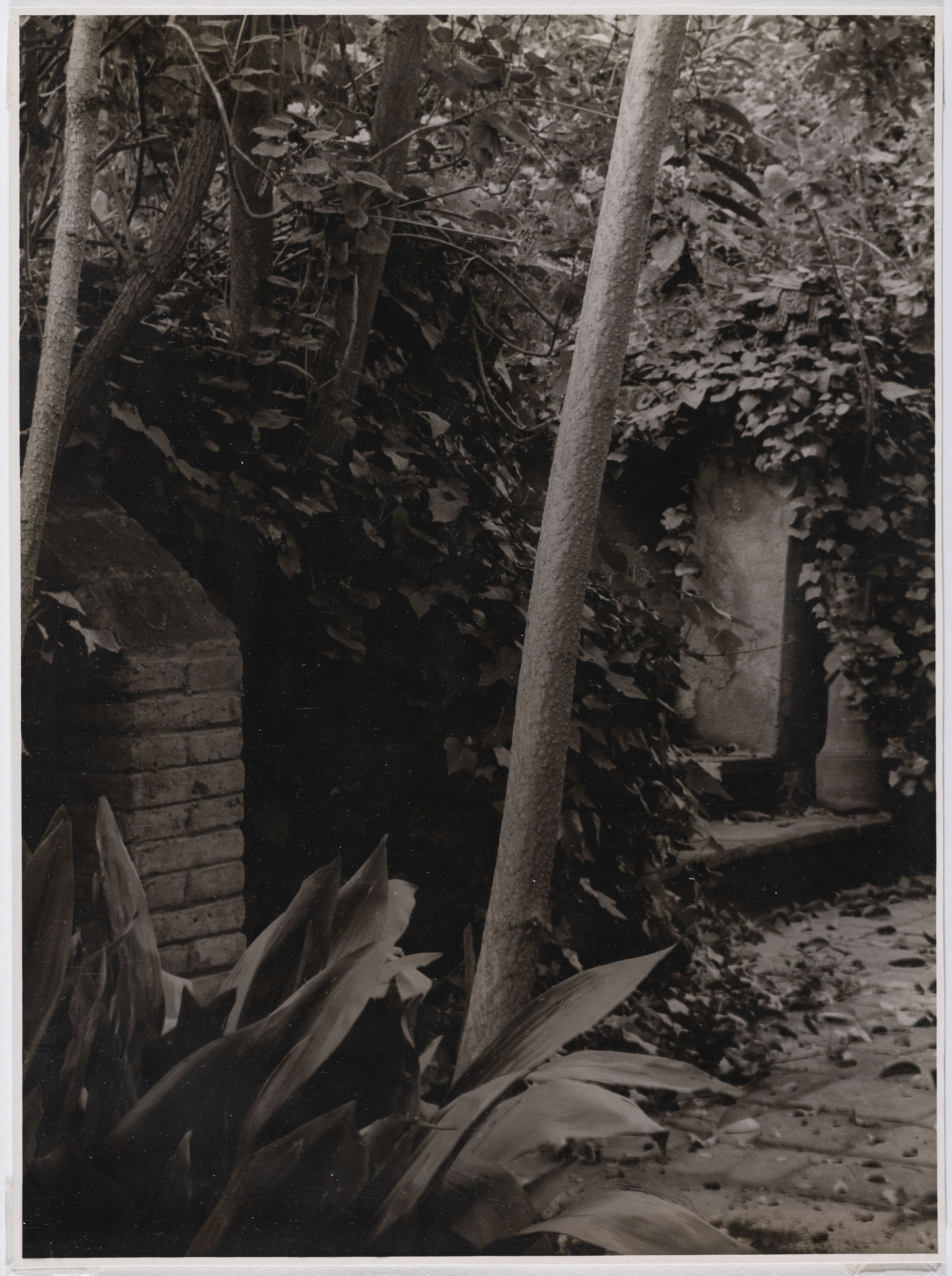 image for: Otho Lloyd - Jardí de la casa del Putxet (Barcelona) - Cap a 1948